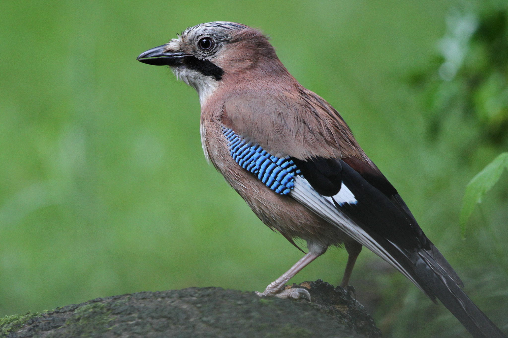 Canon EF 500mm F4L IS II USM sample photo. Jay 2 photography