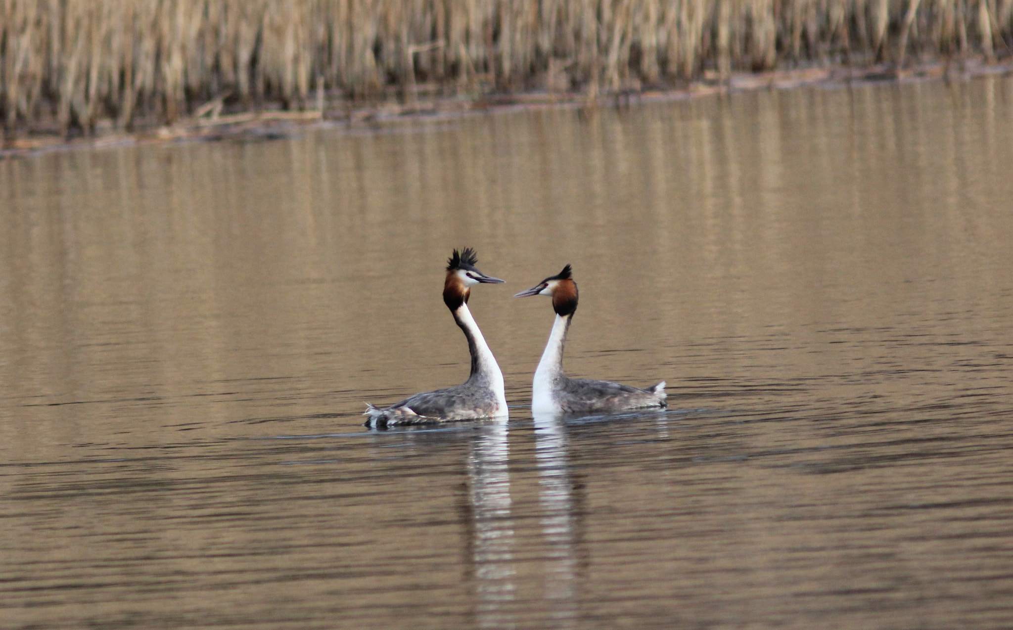Canon EF 300mm F4L IS USM sample photo. Great crested grebes 1 photography