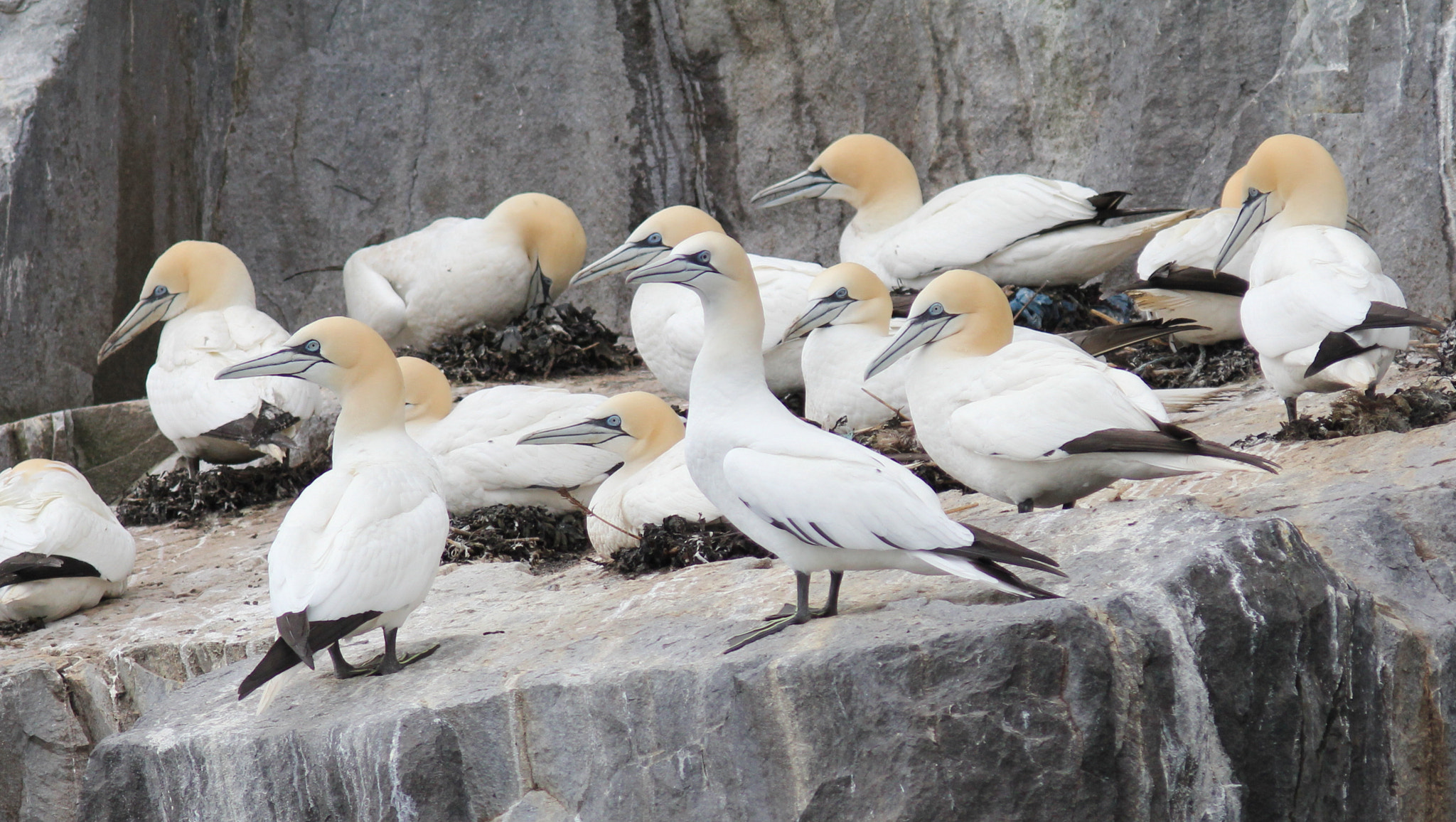 Canon EF 300mm F4L IS USM sample photo. Bass rock gannets photography