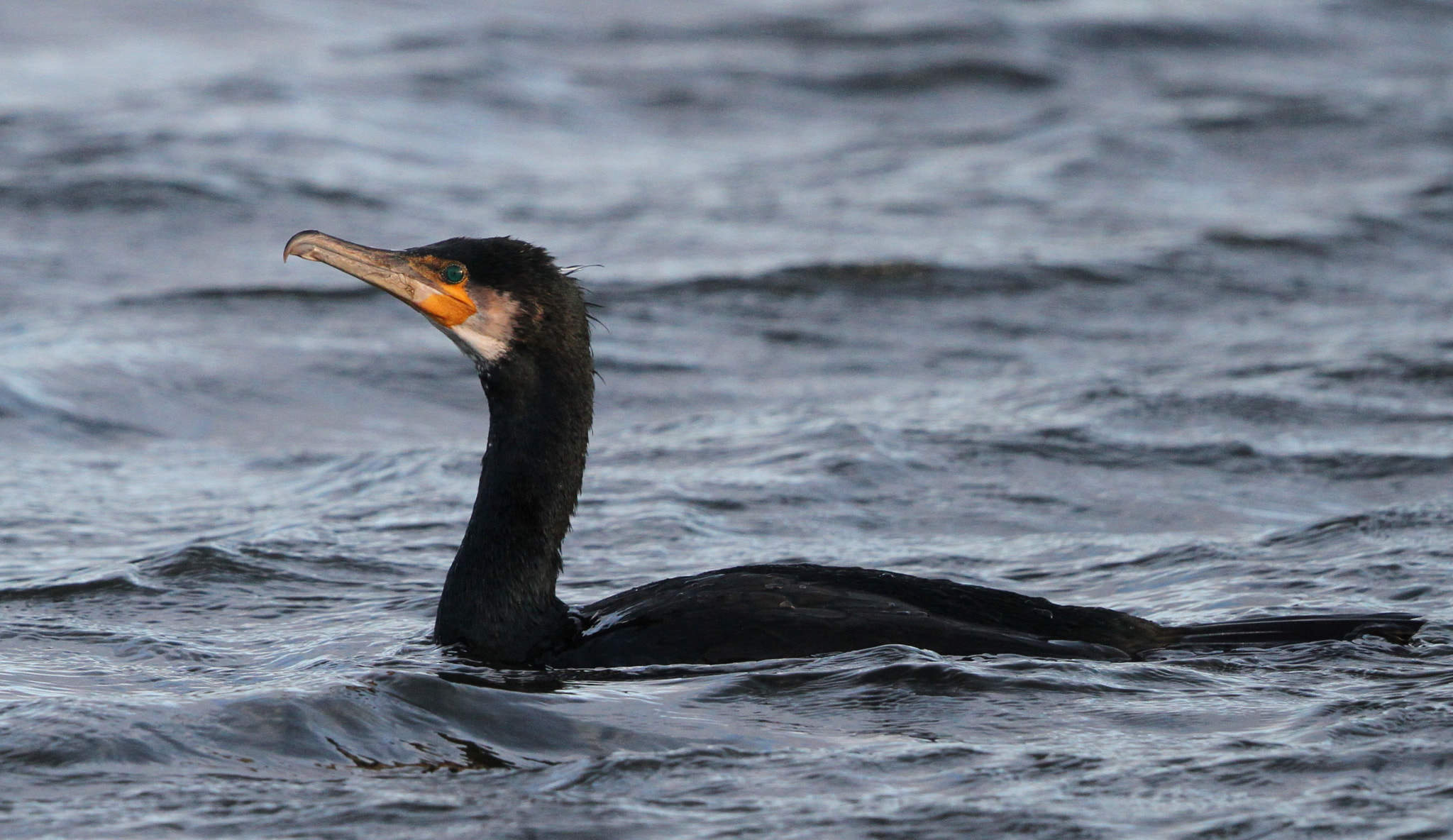 Canon EOS 7D + Canon EF 500mm F4L IS II USM sample photo. Cormorant 1 photography