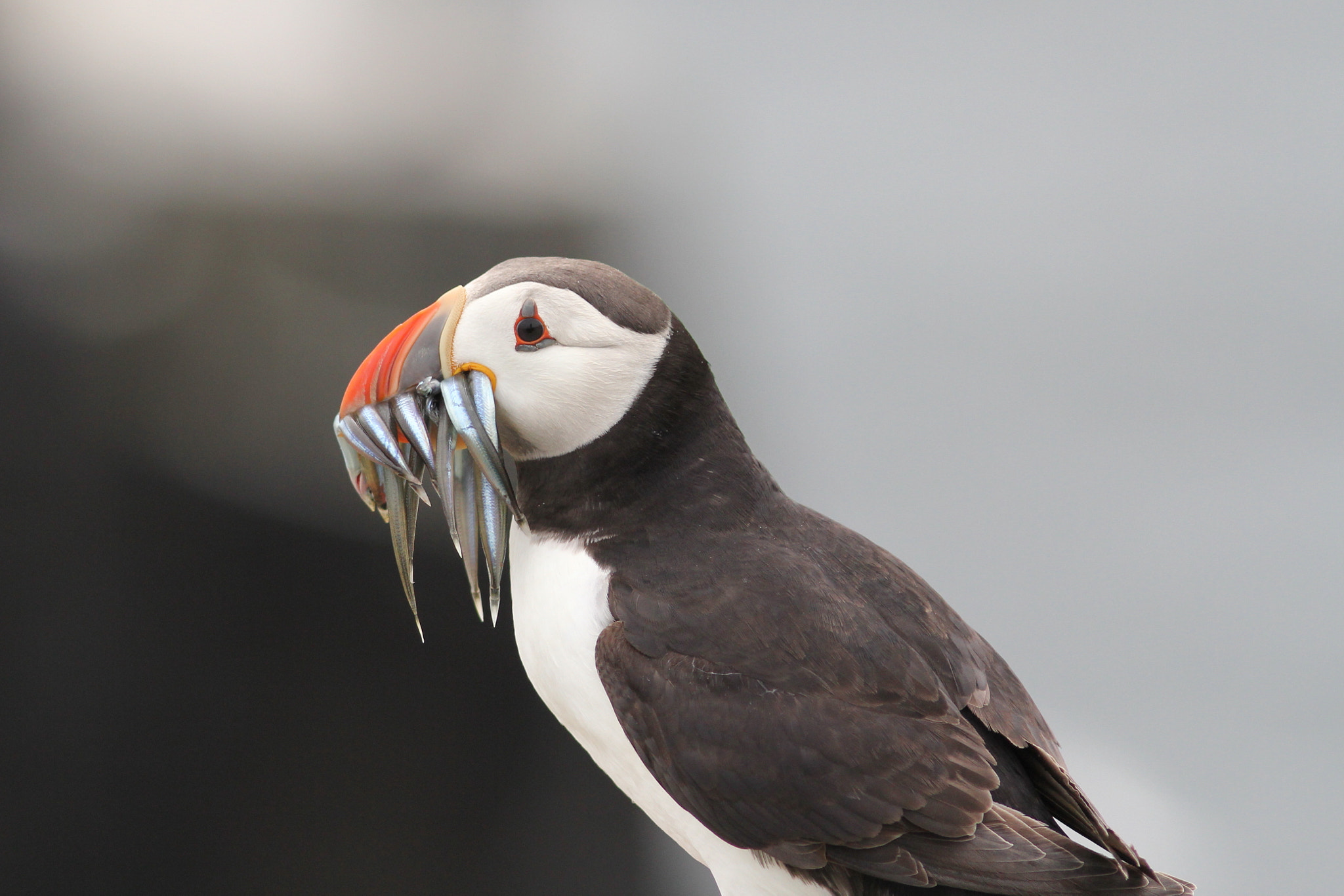 Canon EOS 60D + Canon EF 300mm F4L IS USM sample photo. Puffin with sandeels photography