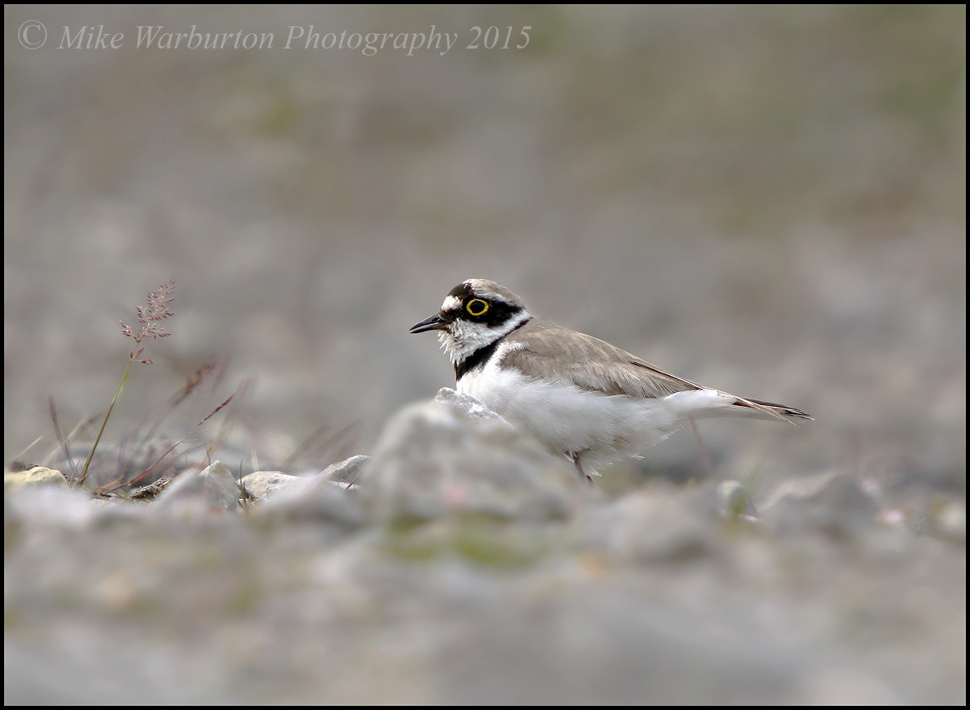 Canon EOS 50D + Sigma 50-500mm f/4-6.3 APO HSM EX sample photo. Little ringed plover photography