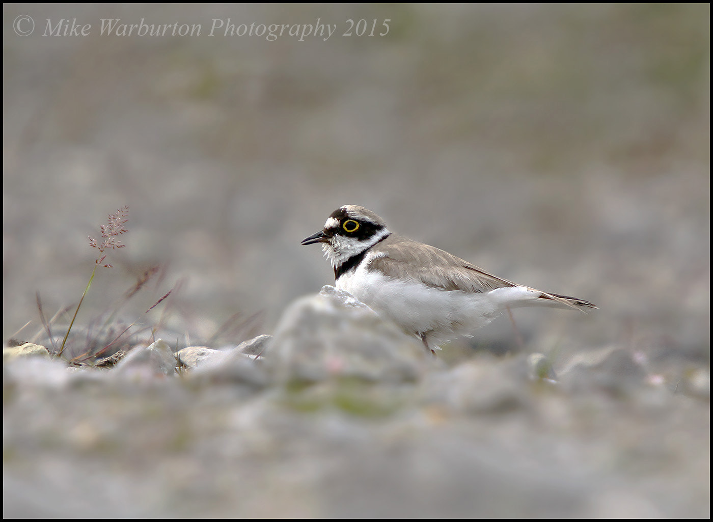 Sigma 50-500mm f/4-6.3 APO HSM EX sample photo. Little ringed plover photography