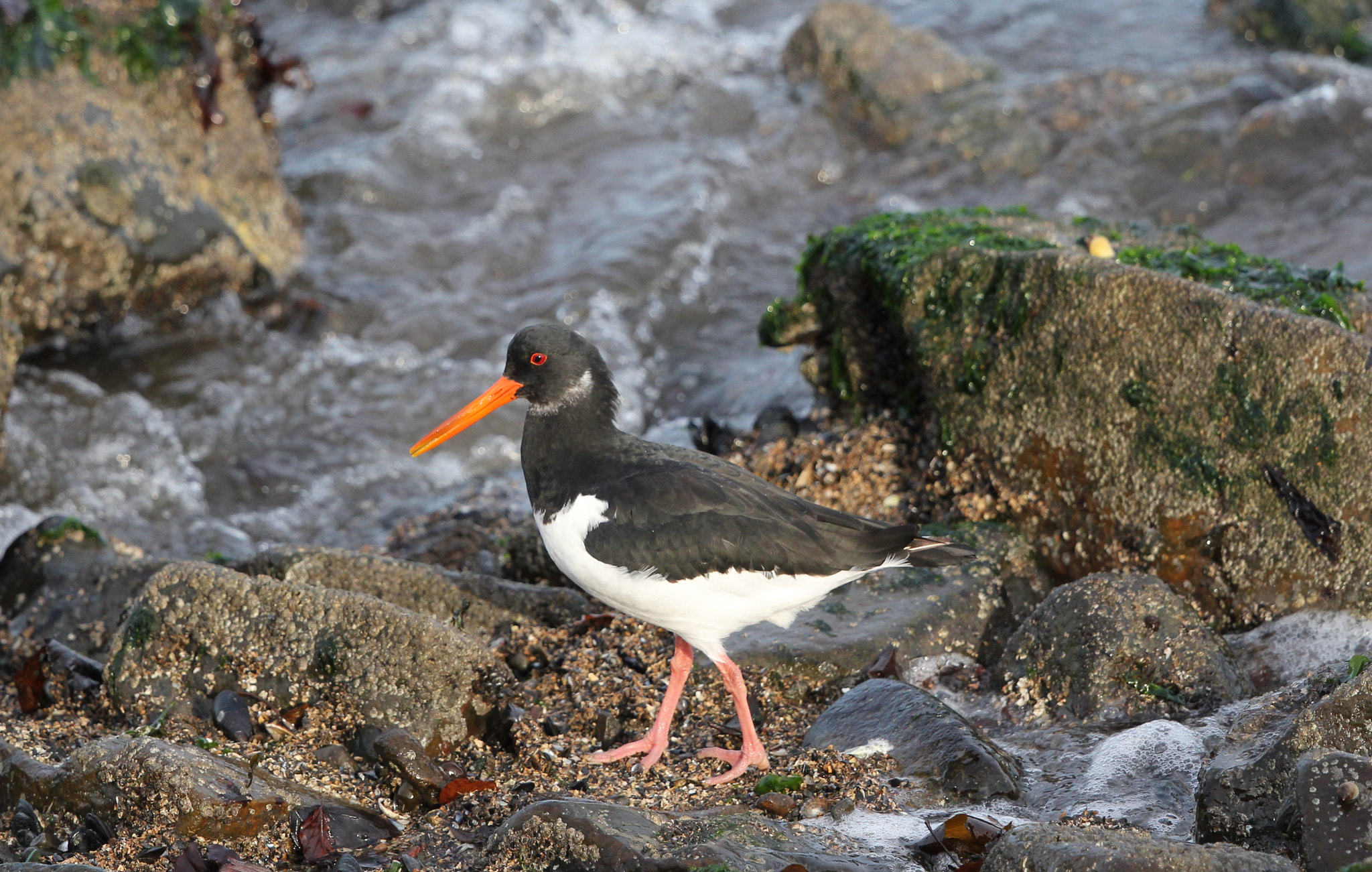 Canon EF 500mm F4L IS II USM sample photo. Oystercatcher 1 photography