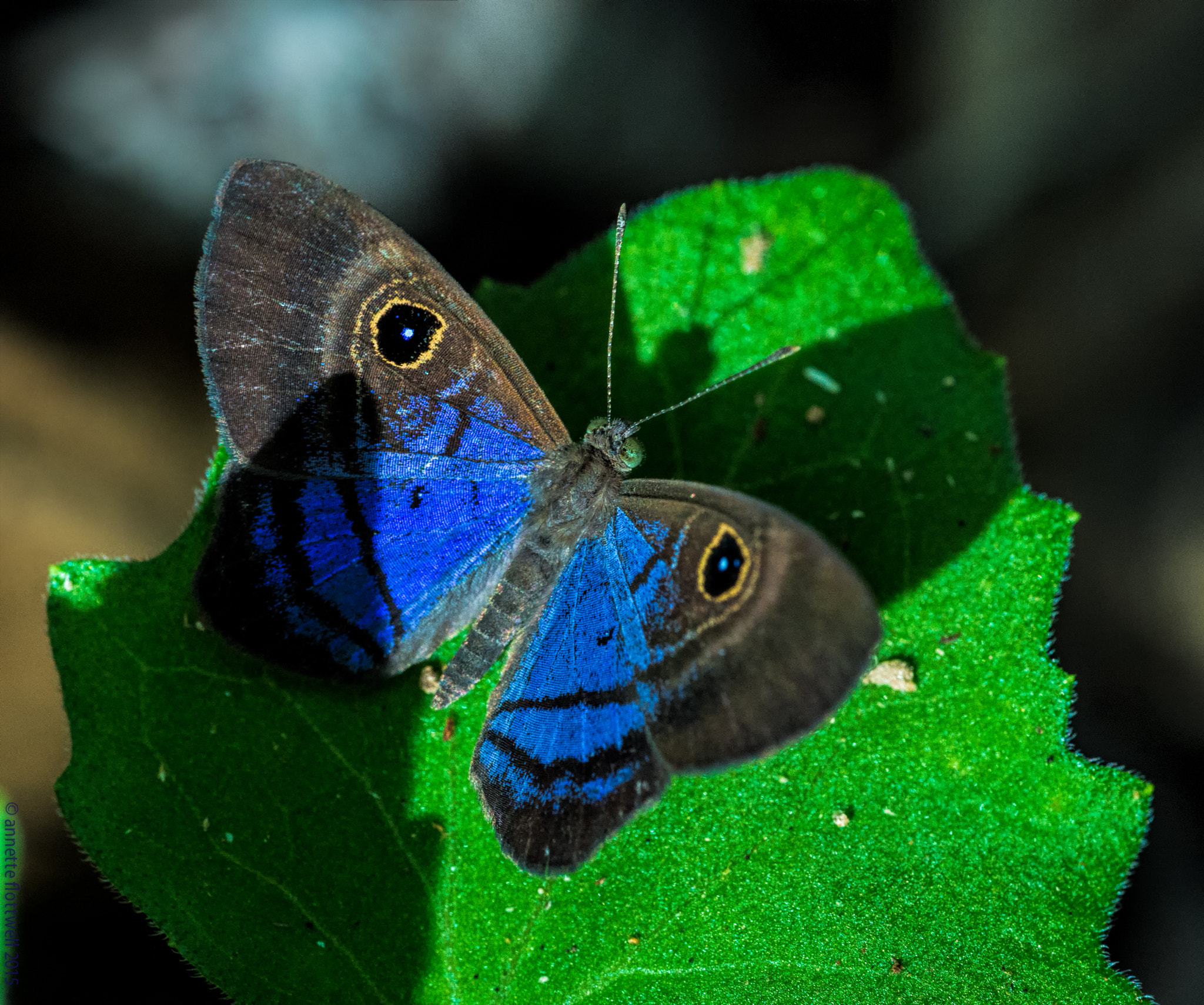 Nikon D4 sample photo. Mesosemia telegone telegone - the unlikely blue photography