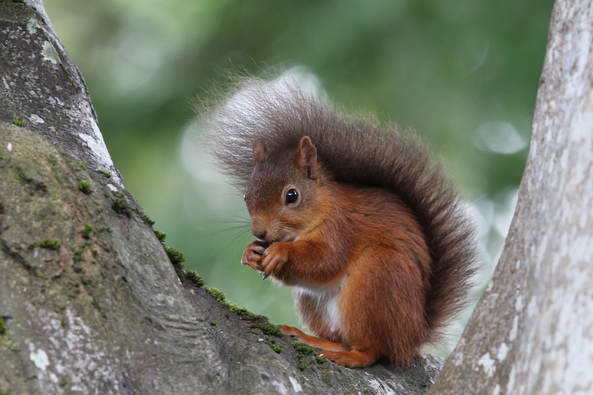 Canon EOS 60D + Canon EF 300mm F4L IS USM sample photo. Red squirrel munching photography