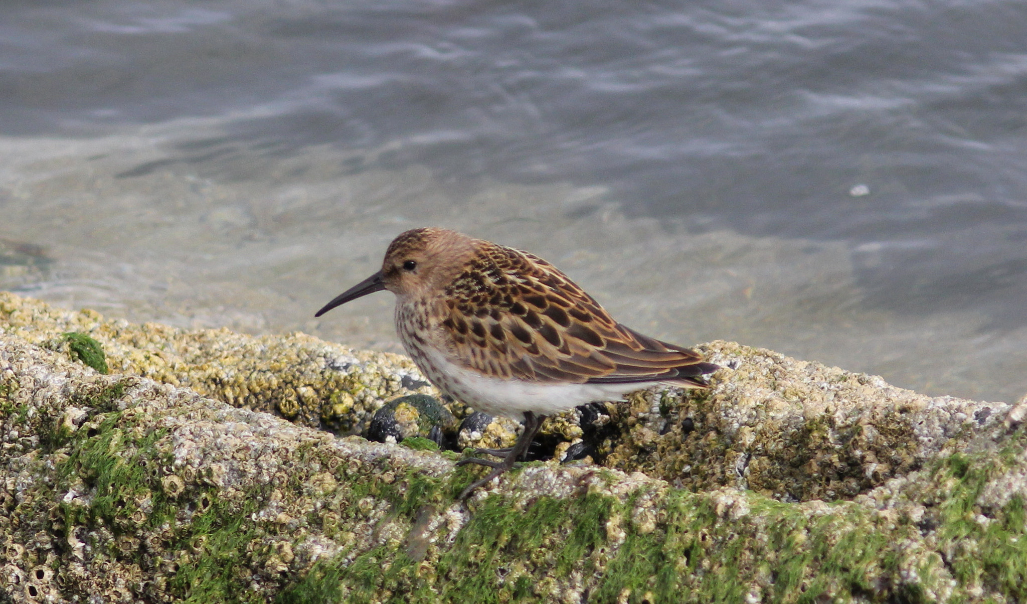 Canon EF 300mm F4L IS USM sample photo. Young dunlin photography