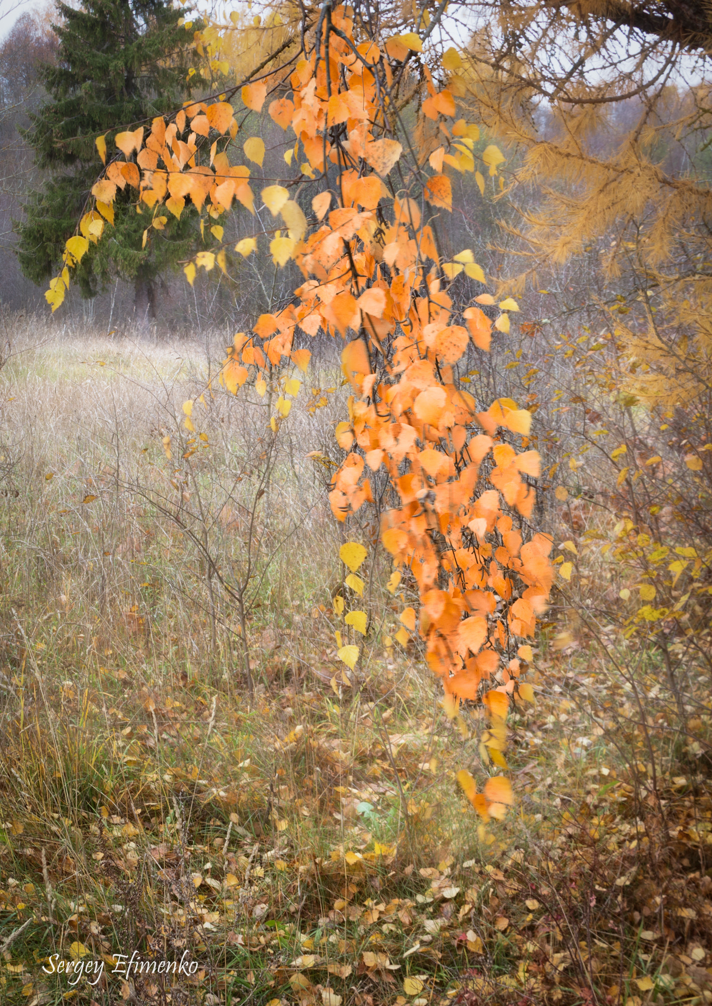 Canon EF 28-135mm F3.5-5.6 IS USM sample photo. Autumn branch photography