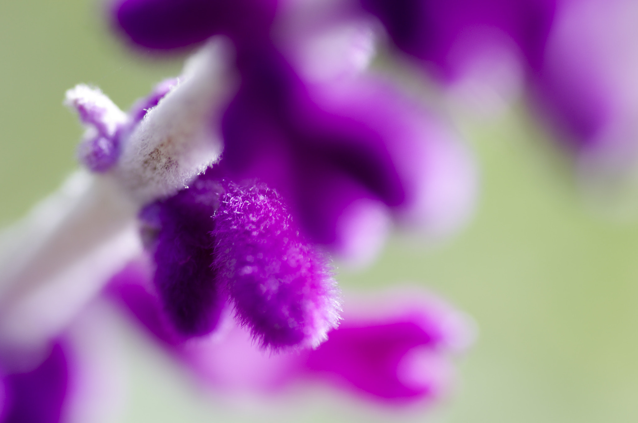 Tamron SP AF 90mm F2.8 Di Macro sample photo. Macro photography