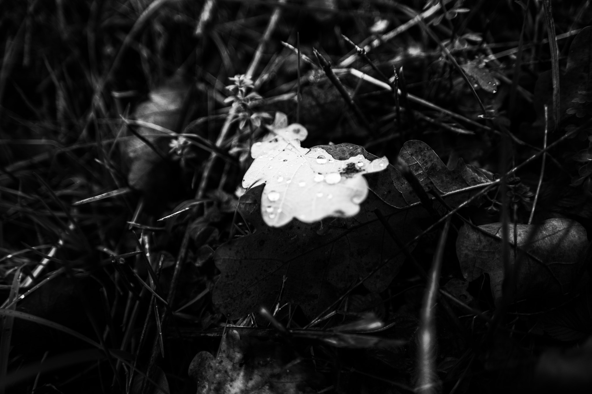 Samsung NX1 + NX 16-50mm F2-2.8 S sample photo. Black and white leaf photography