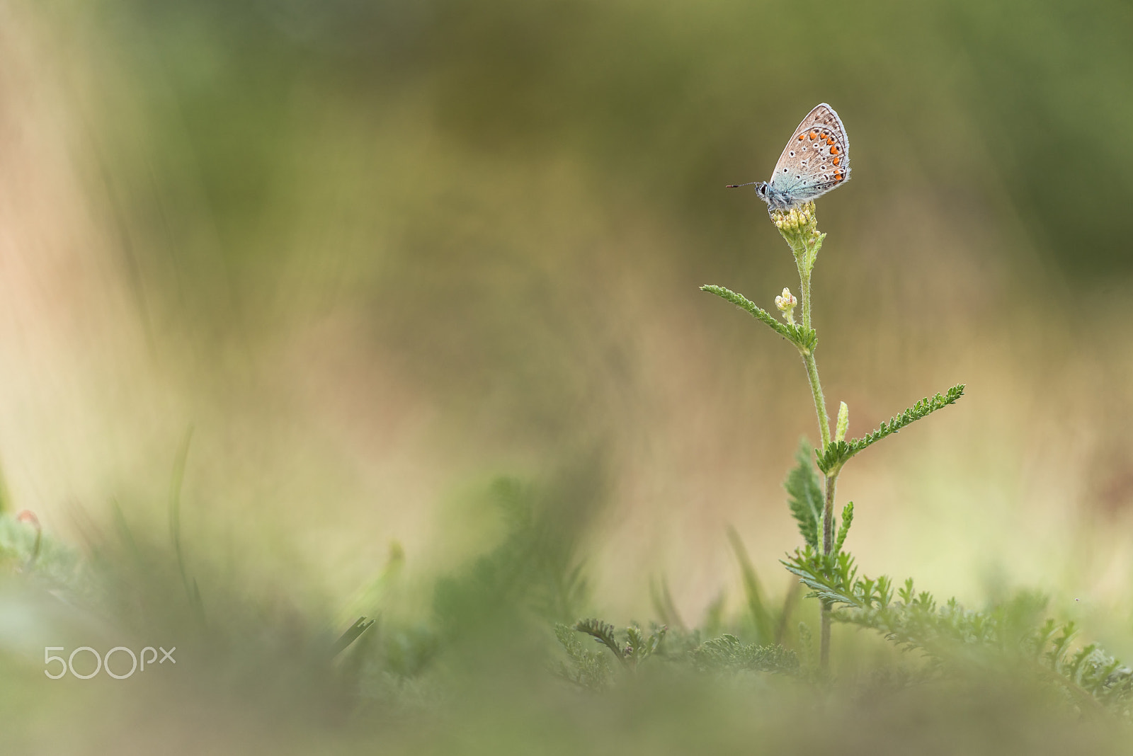 Sigma 150mm F2.8 EX DG Macro HSM sample photo. In the meadow (common blue) photography