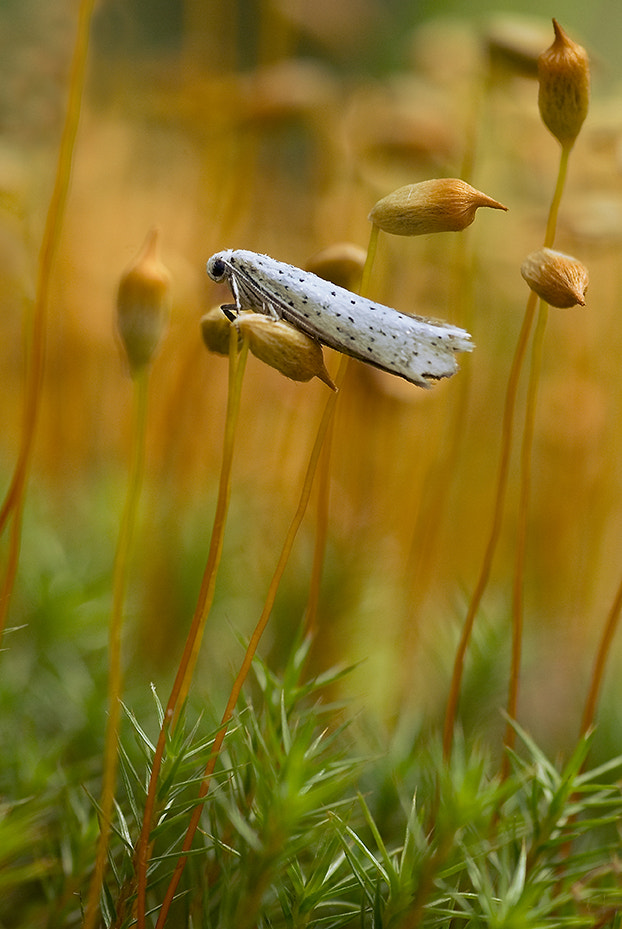 Pentax K10D + Tamron SP AF 90mm F2.8 Di Macro sample photo. Melancholy photography