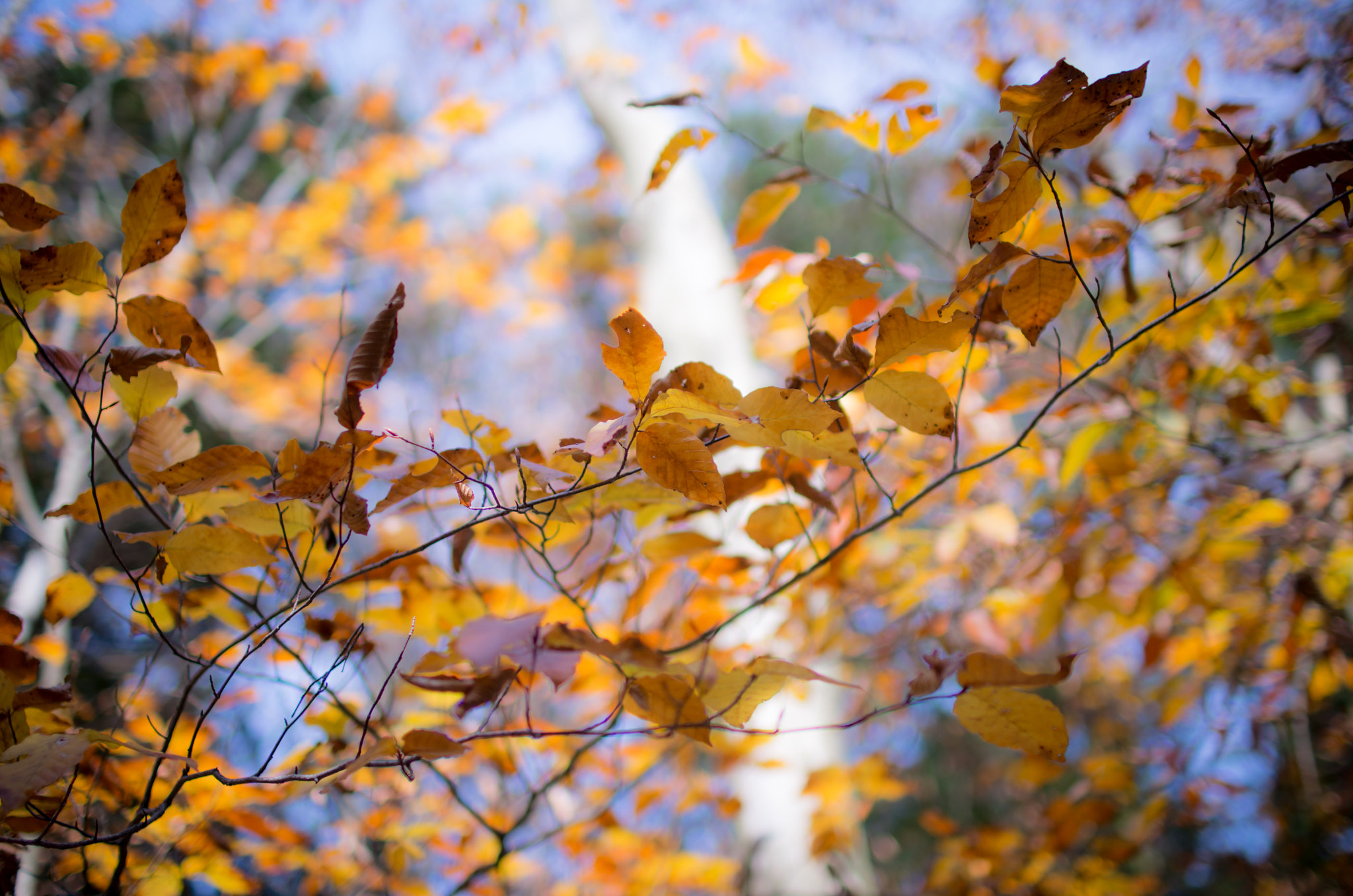 Sigma 30mm F1.4 EX DC HSM sample photo. Snap on kyoto k52s0746 photography