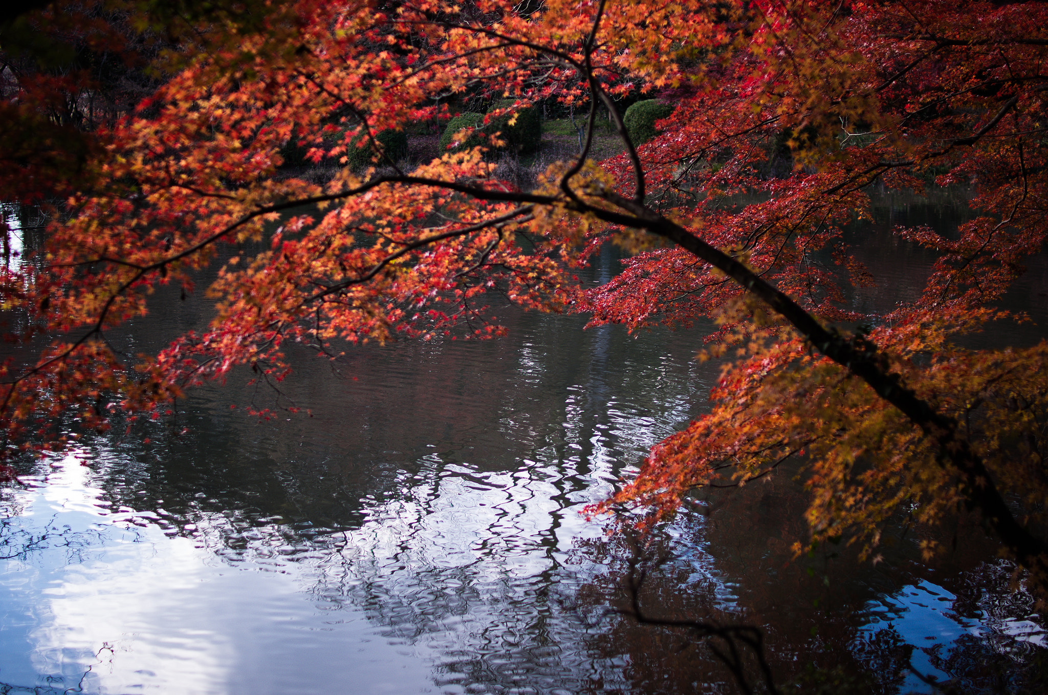 Pentax K-5 IIs + Sigma 30mm F1.4 EX DC HSM sample photo. Snap on kyoto k52s0789 photography