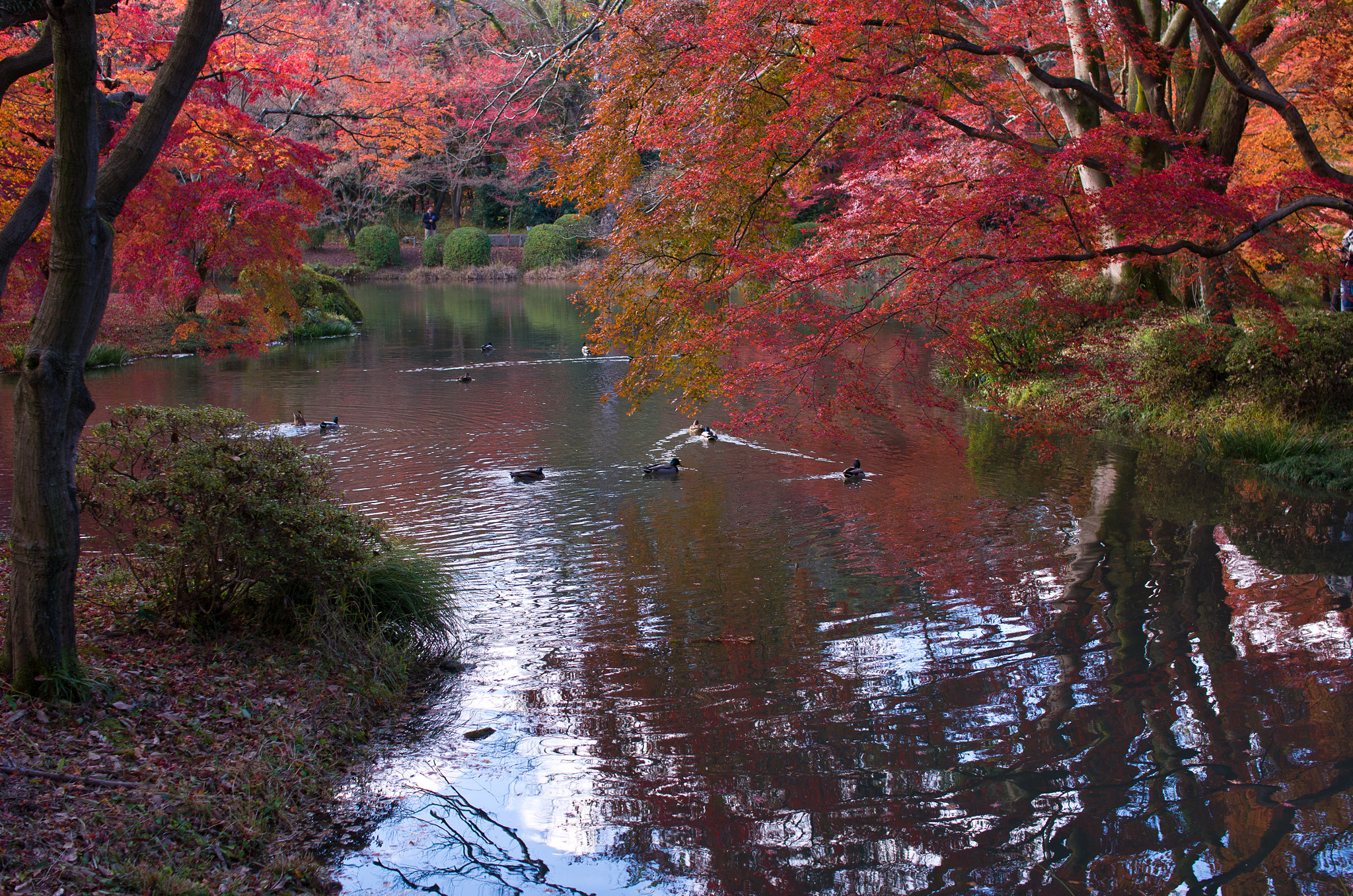 Sigma 30mm F1.4 EX DC HSM sample photo. Snap on kyoto k52s0794 photography