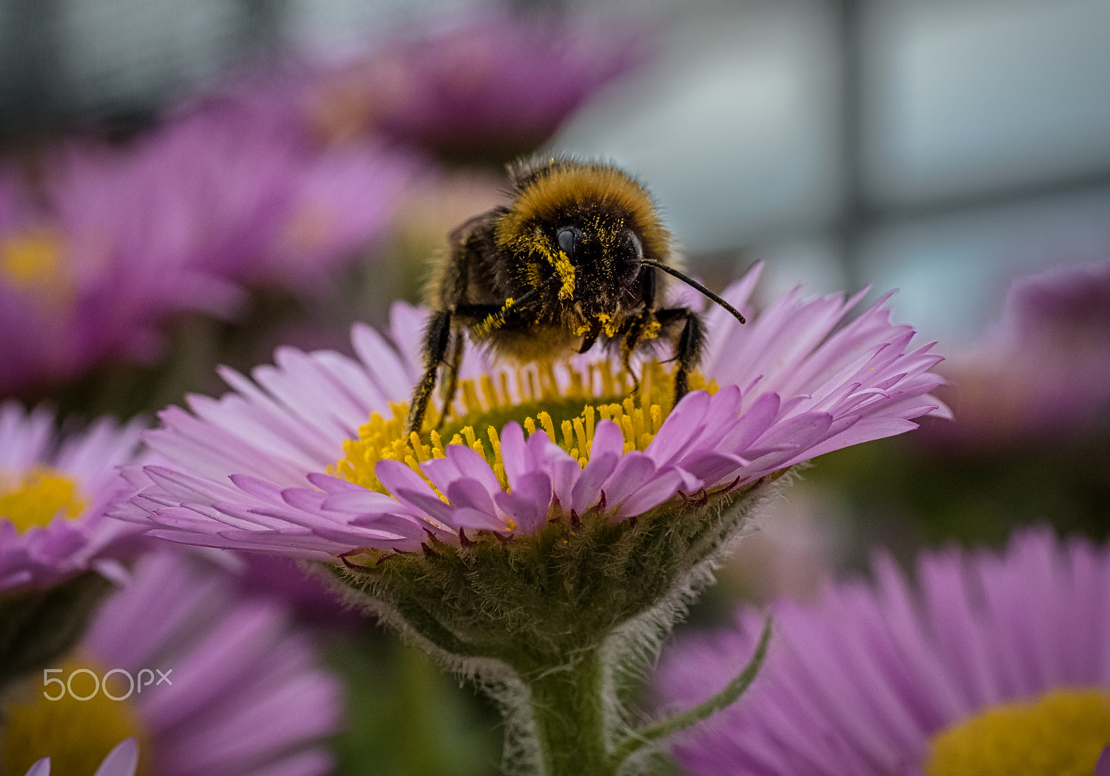 Panasonic Leica DG Macro-Elmarit 45mm F2.8 ASPH OIS sample photo. Loaded up and ready for take off photography