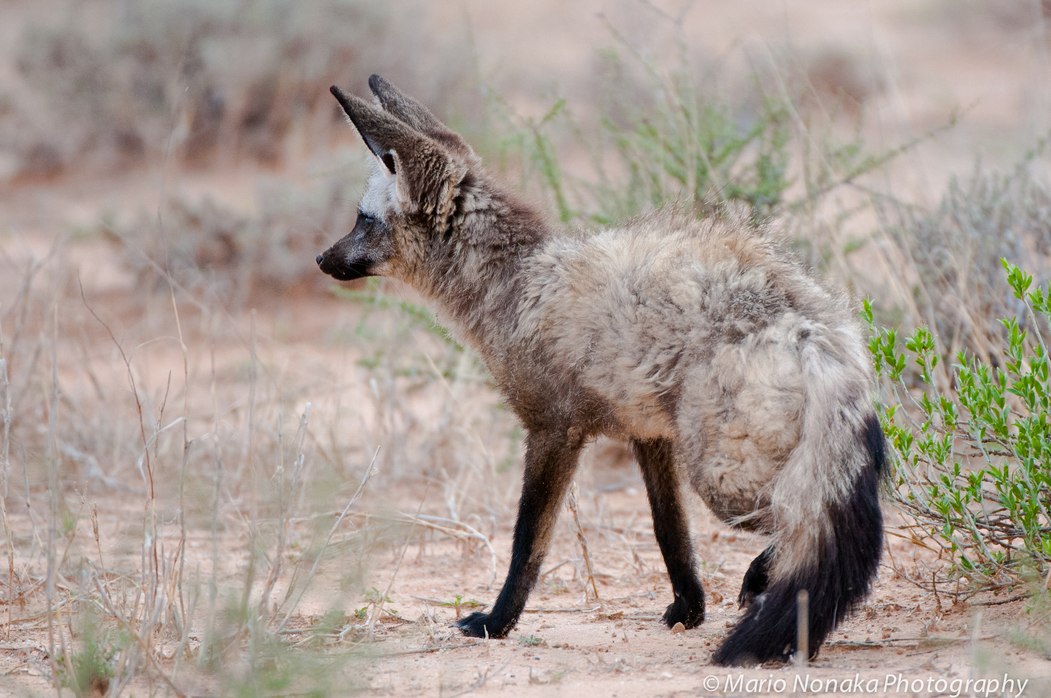 Nikon AF-S Nikkor 200-400mm F4G ED-IF VR sample photo. Bat eared fox photography