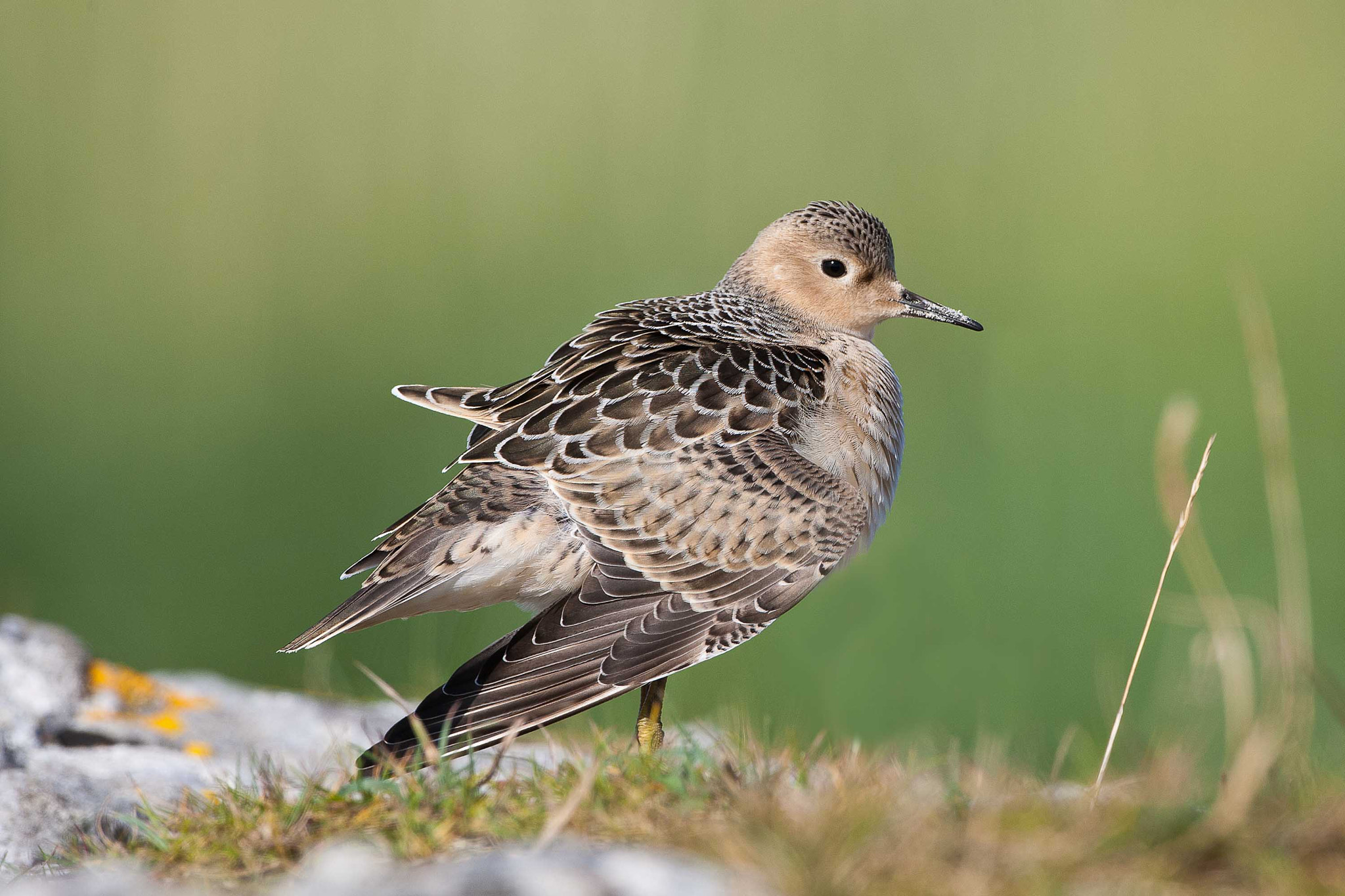 Canon EOS-1D Mark III + Canon EF 500mm F4L IS USM sample photo. Buff breasted sandpiper photography