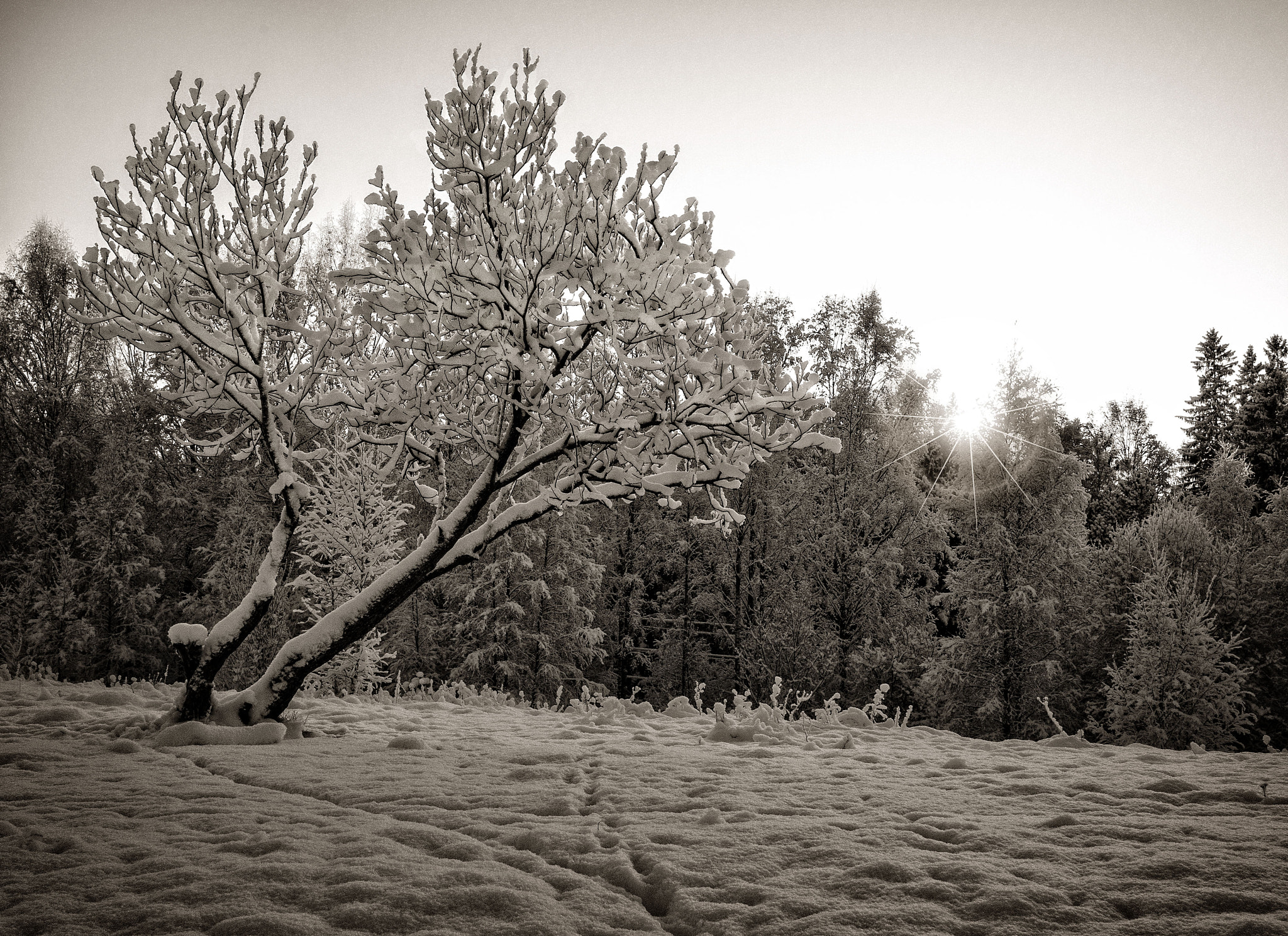 Panasonic Lumix DMC-GF3 + Panasonic Lumix G 20mm F1.7 ASPH sample photo. Winter forest sunset photography