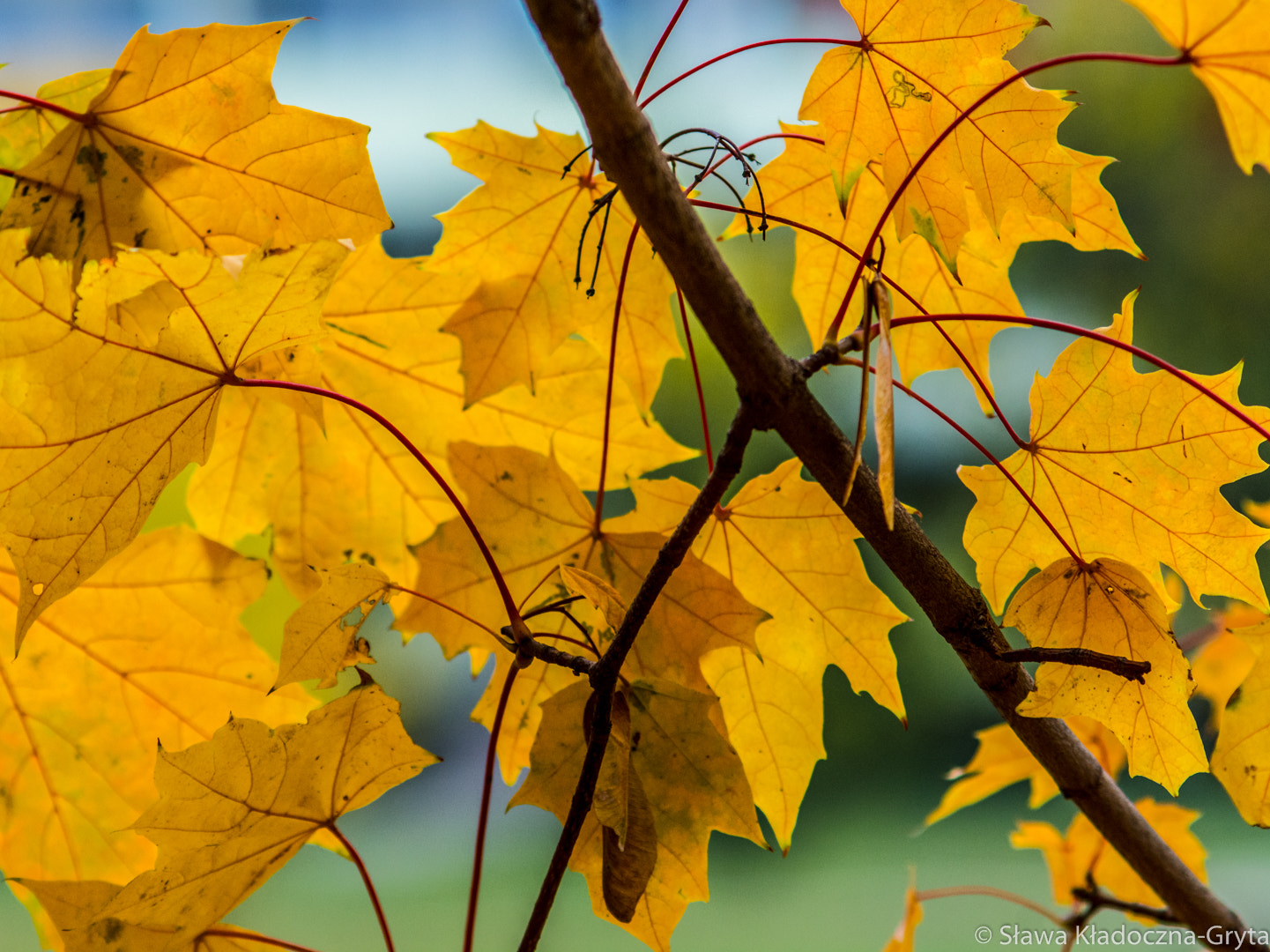 Nikon D7100 + AF Zoom-Nikkor 70-210mm f/4 sample photo. Autumn photography