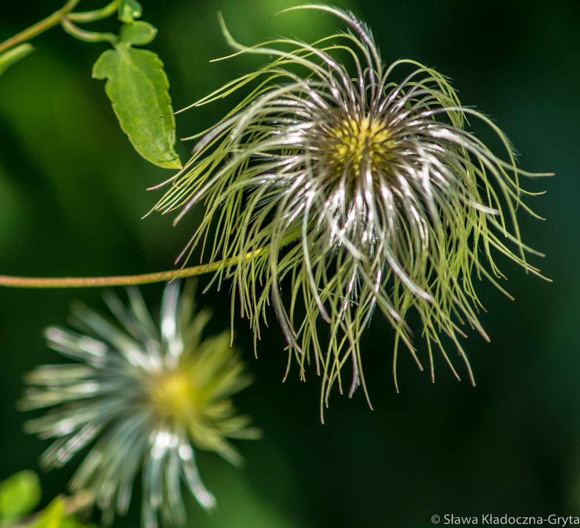 Nikon D7100 + AF Zoom-Nikkor 70-210mm f/4 sample photo. Plants photography