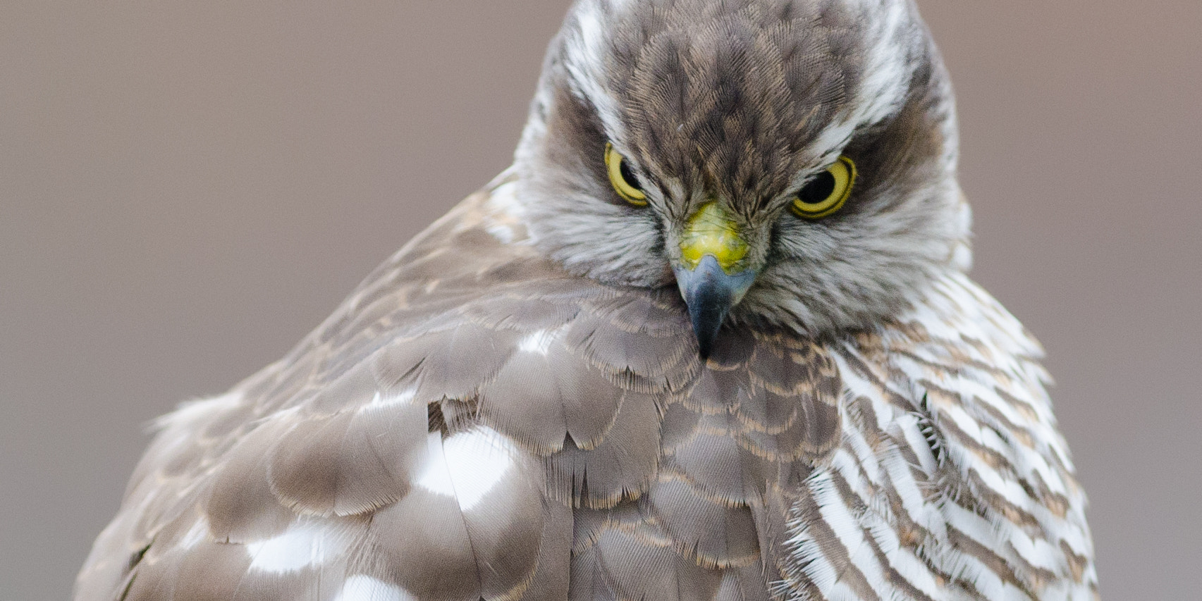 Nikon AF-S Nikkor 300mm F2.8G ED-IF VR sample photo. Hawky photography