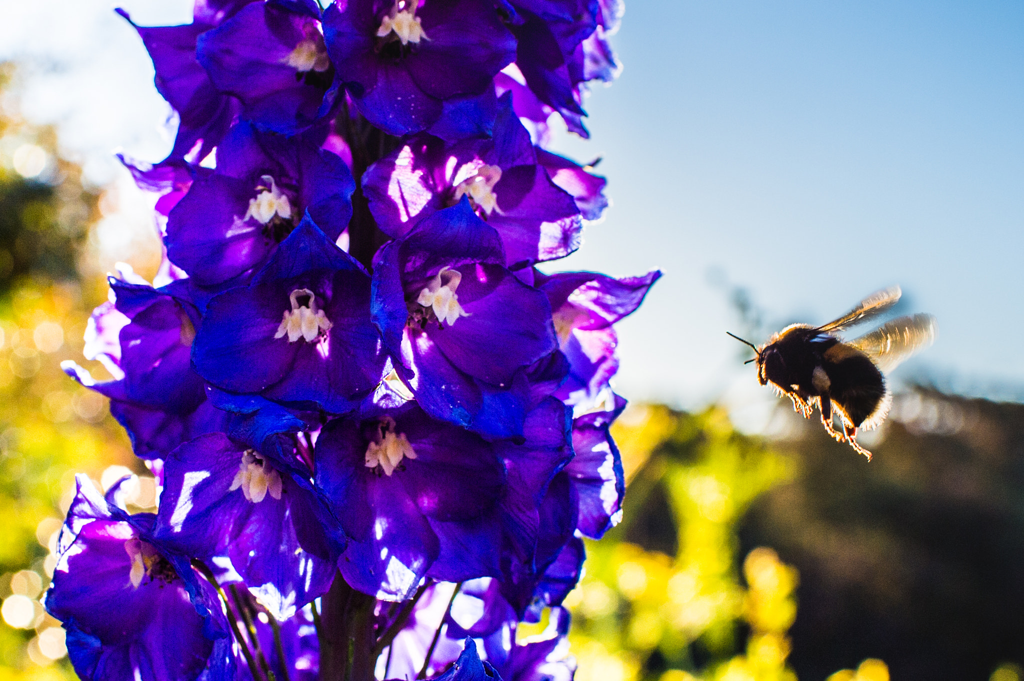 Nikon D4S + Nikon AF-S Nikkor 35mm F1.4G sample photo. Flight of the bumble bee photography