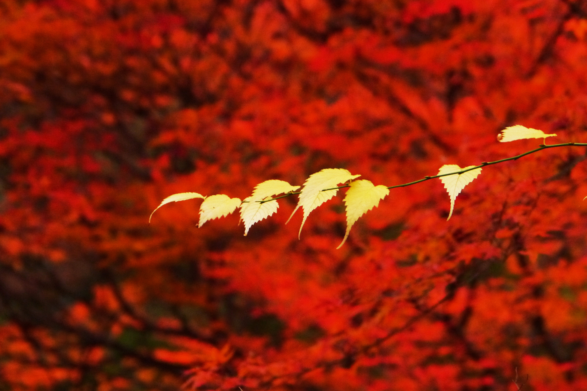 Panasonic Lumix DMC-GX1 sample photo. Autumn leaves in kyoto photography