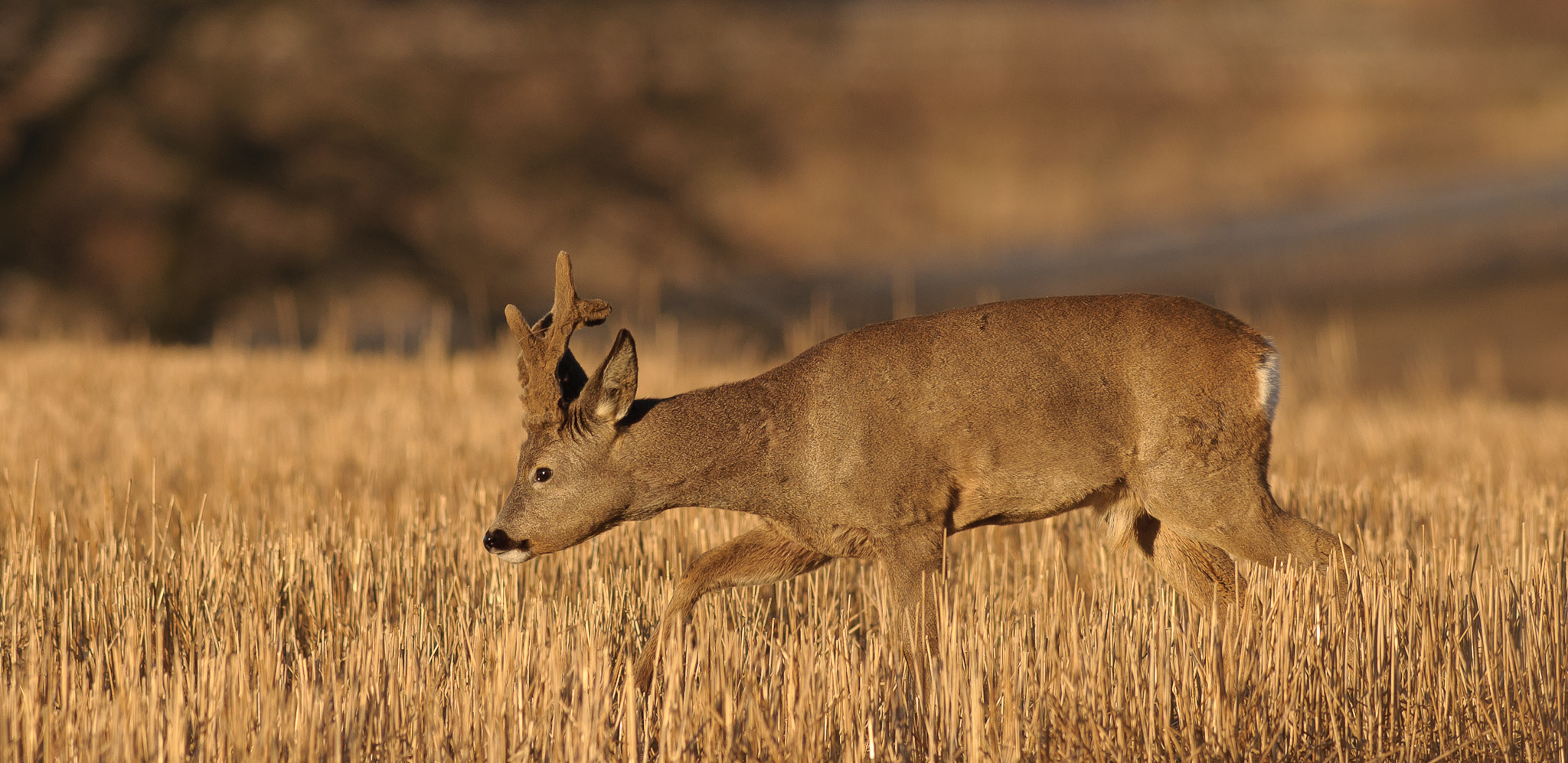 Nikon AF-S Nikkor 300mm F2.8G ED VR II sample photo. Roebuck in the early spring photography