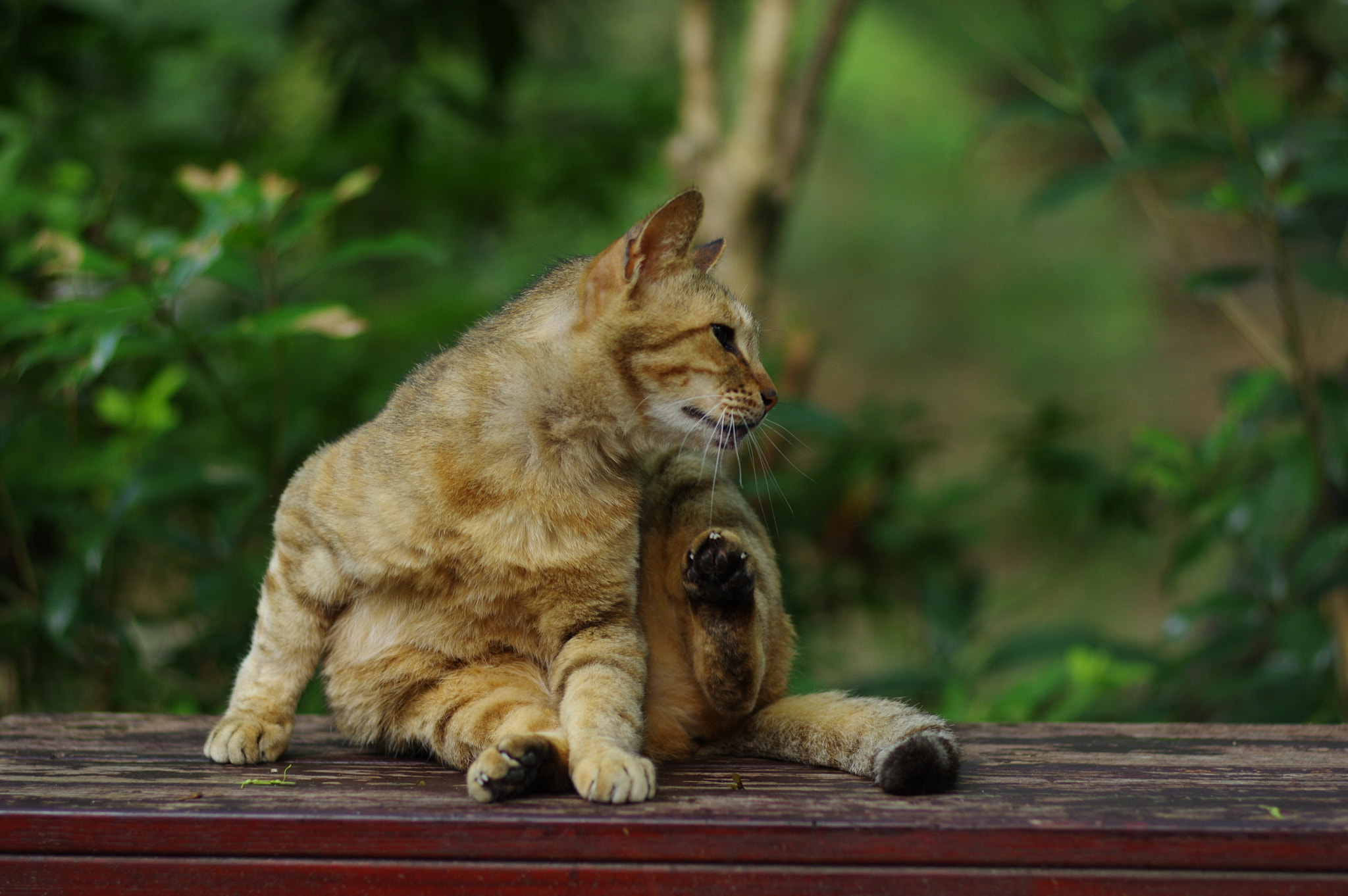 Pentax smc FA 77mm 1.8 Limited sample photo. Grooming photography