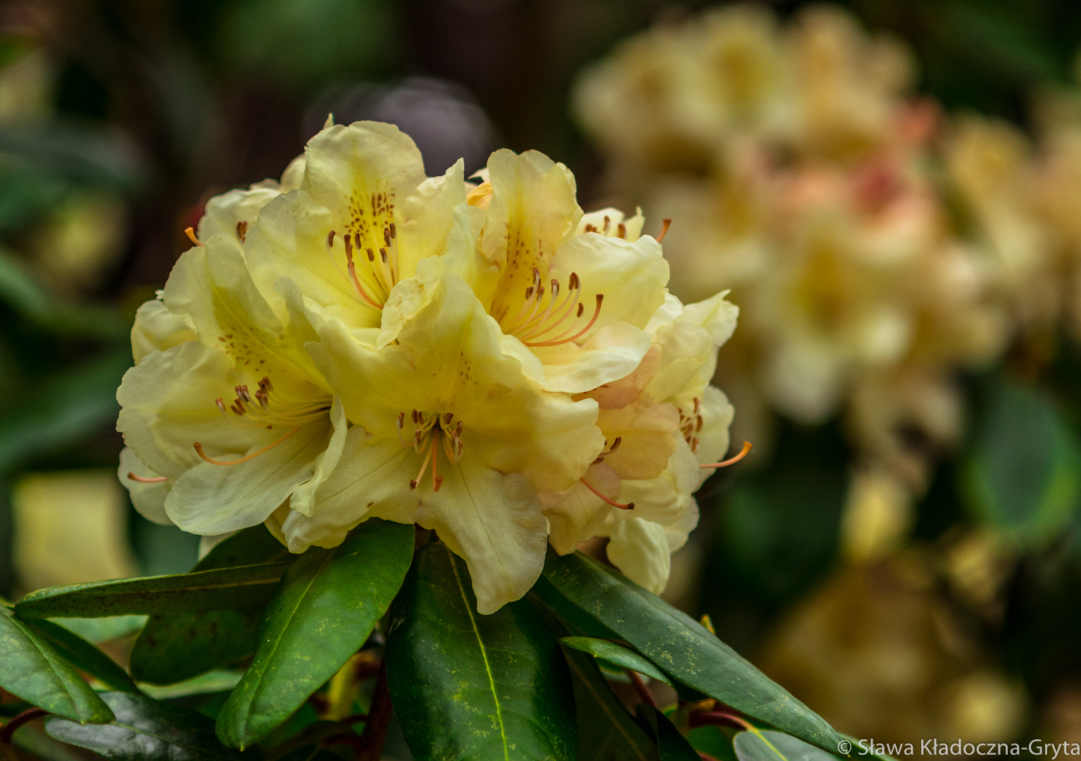 Nikon D7100 + AF Zoom-Nikkor 70-210mm f/4 sample photo. Flowers photography