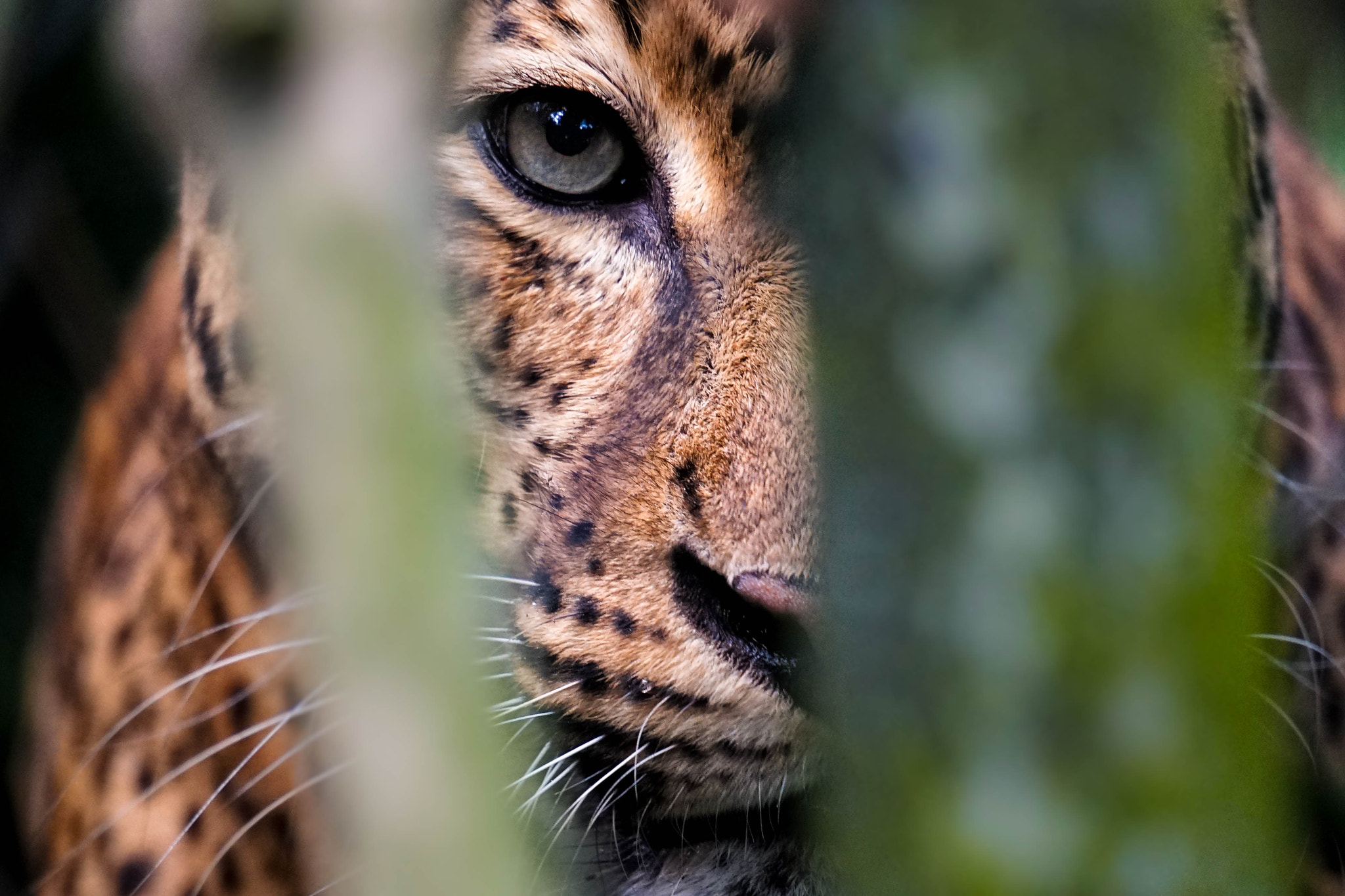 Sony a7 + Sony E 55-210mm F4.5-6.3 OSS sample photo. Leopard photography