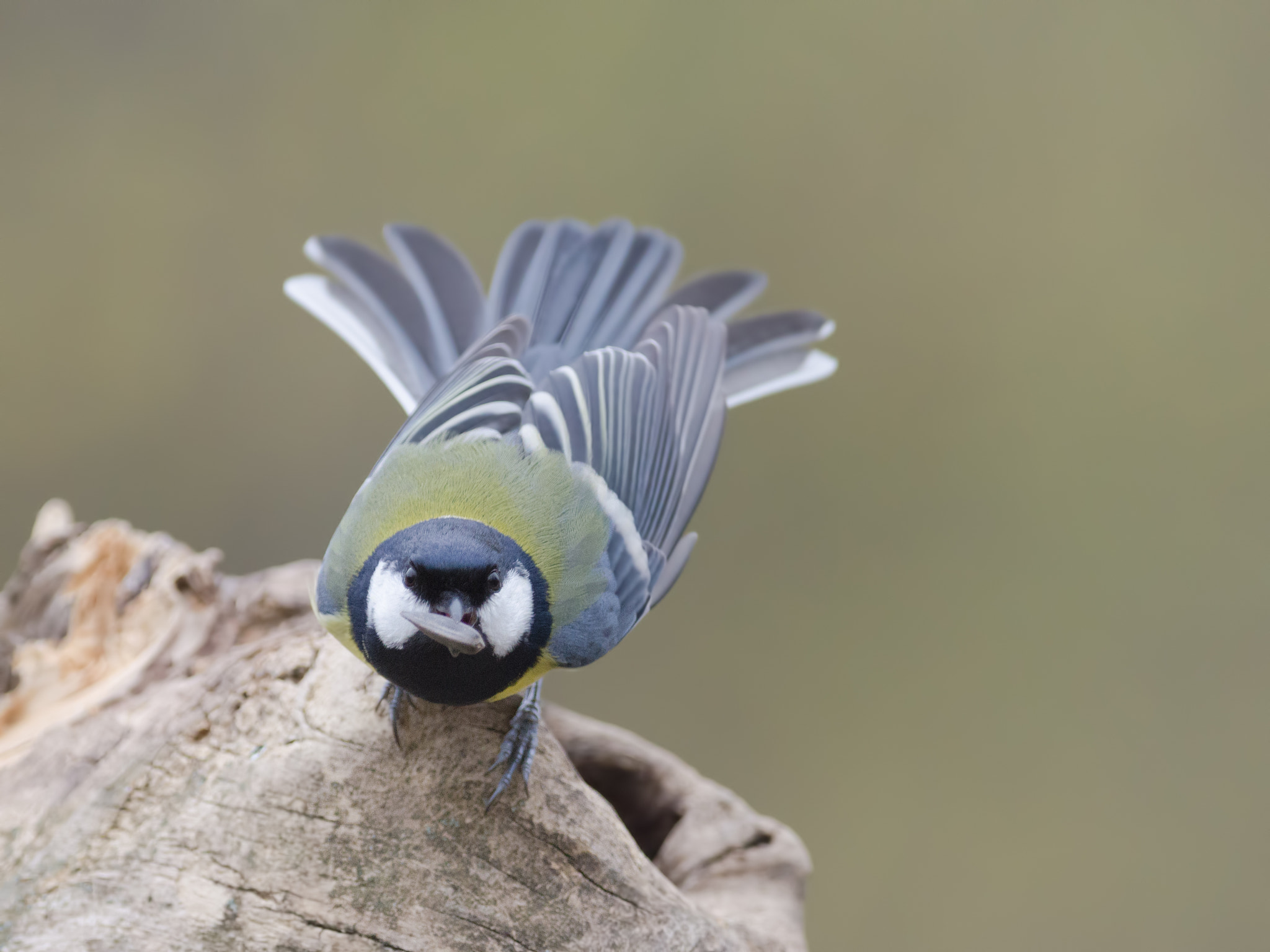 Nikon AF-S Nikkor 300mm F2.8G ED-IF VR sample photo. The little peacock photography