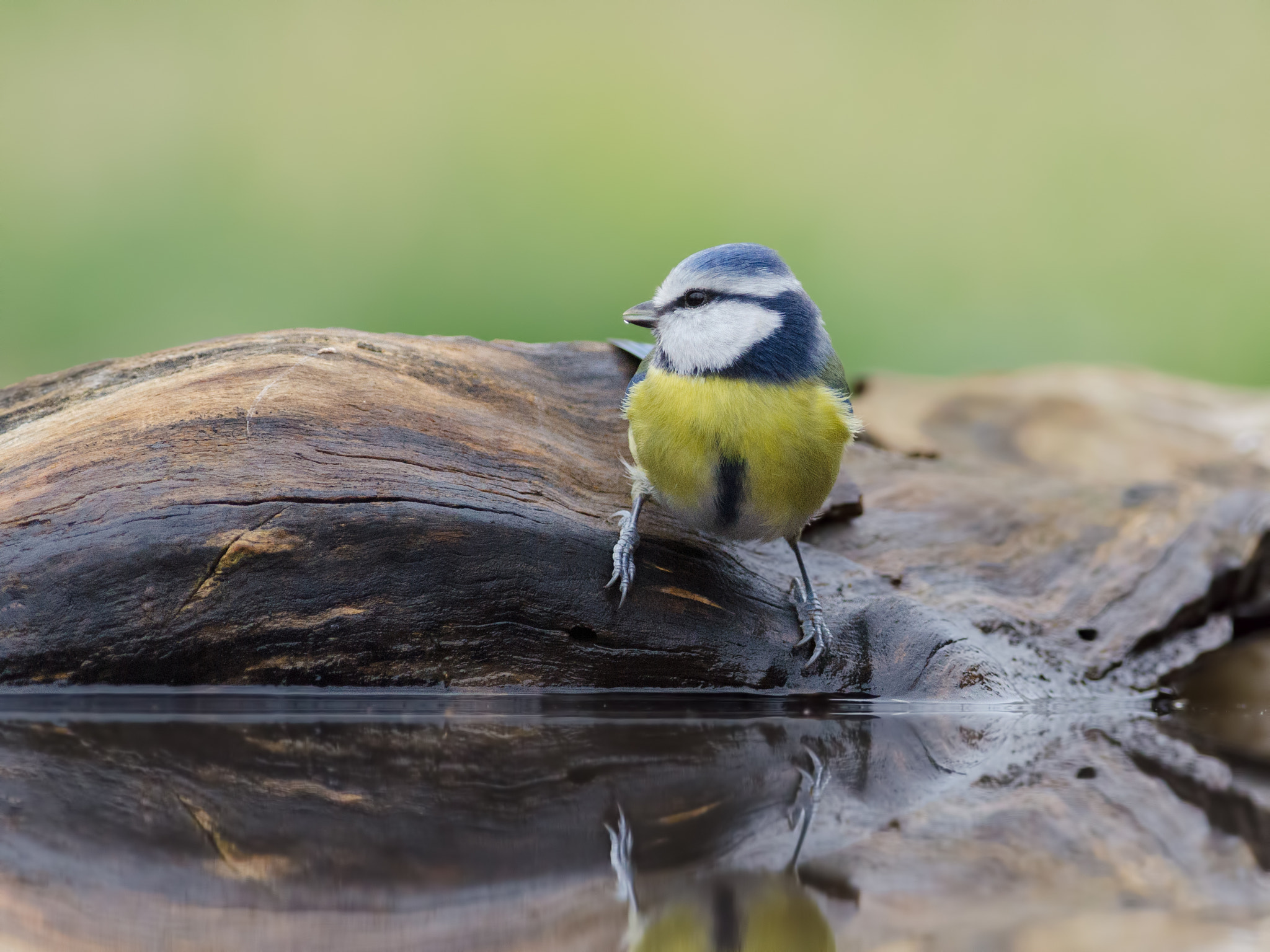 Nikon AF-S Nikkor 300mm F2.8G ED-IF VR sample photo. Blue tit photography