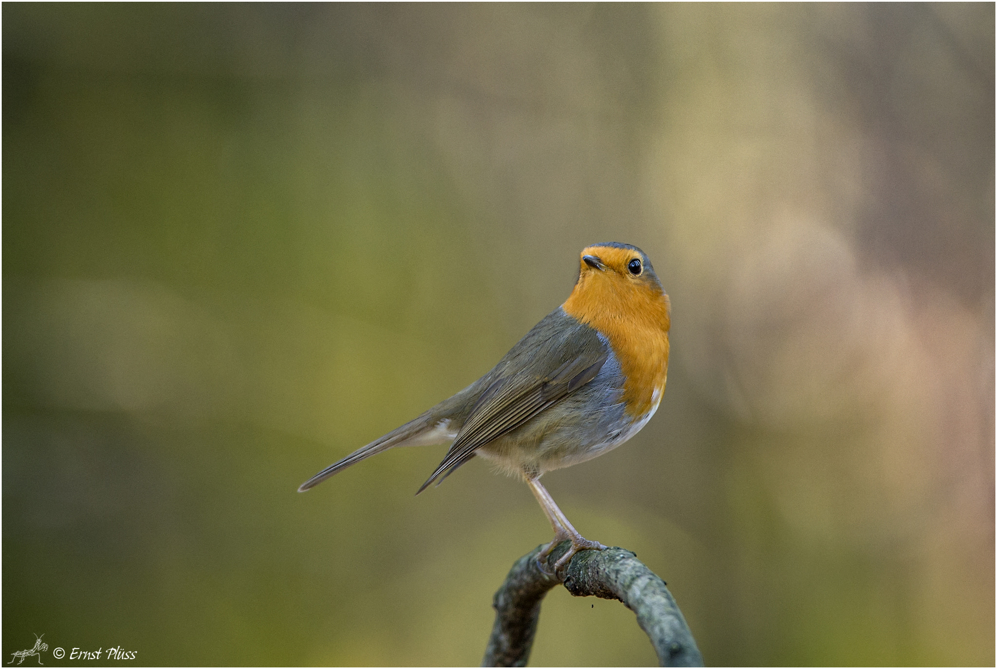 Nikon D4 sample photo. European robin photography