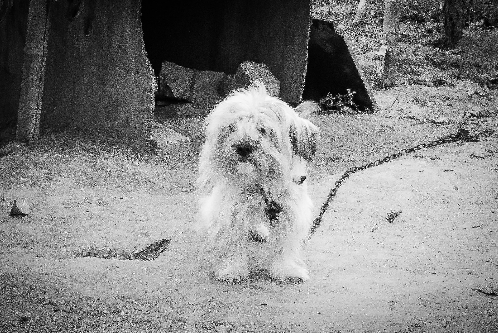 Nikon 1 Nikkor 11-27.5mm F3.5-5.6 sample photo. Dog portrait photo photography