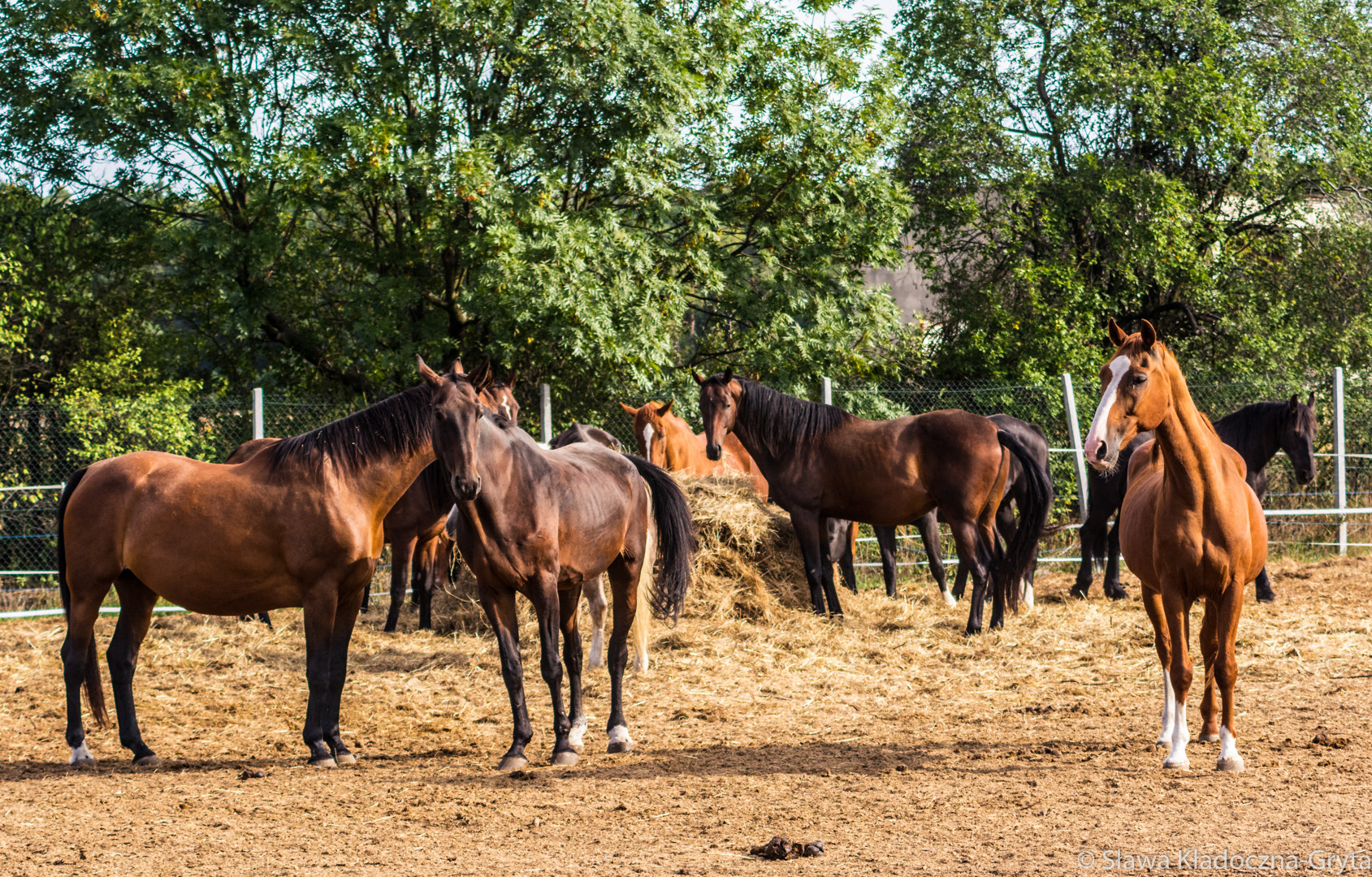 Nikon D7100 + AF Zoom-Nikkor 70-210mm f/4 sample photo. Horses photography