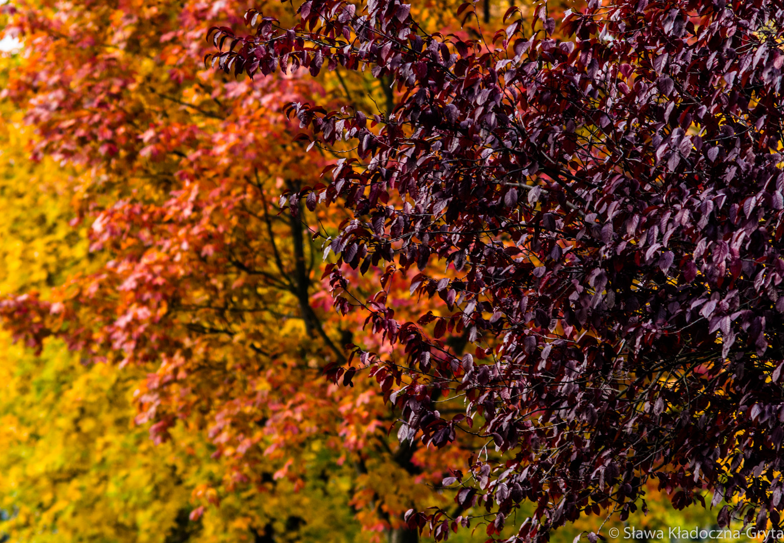 Nikon D7100 + AF Zoom-Nikkor 70-210mm f/4 sample photo. Autumn photography