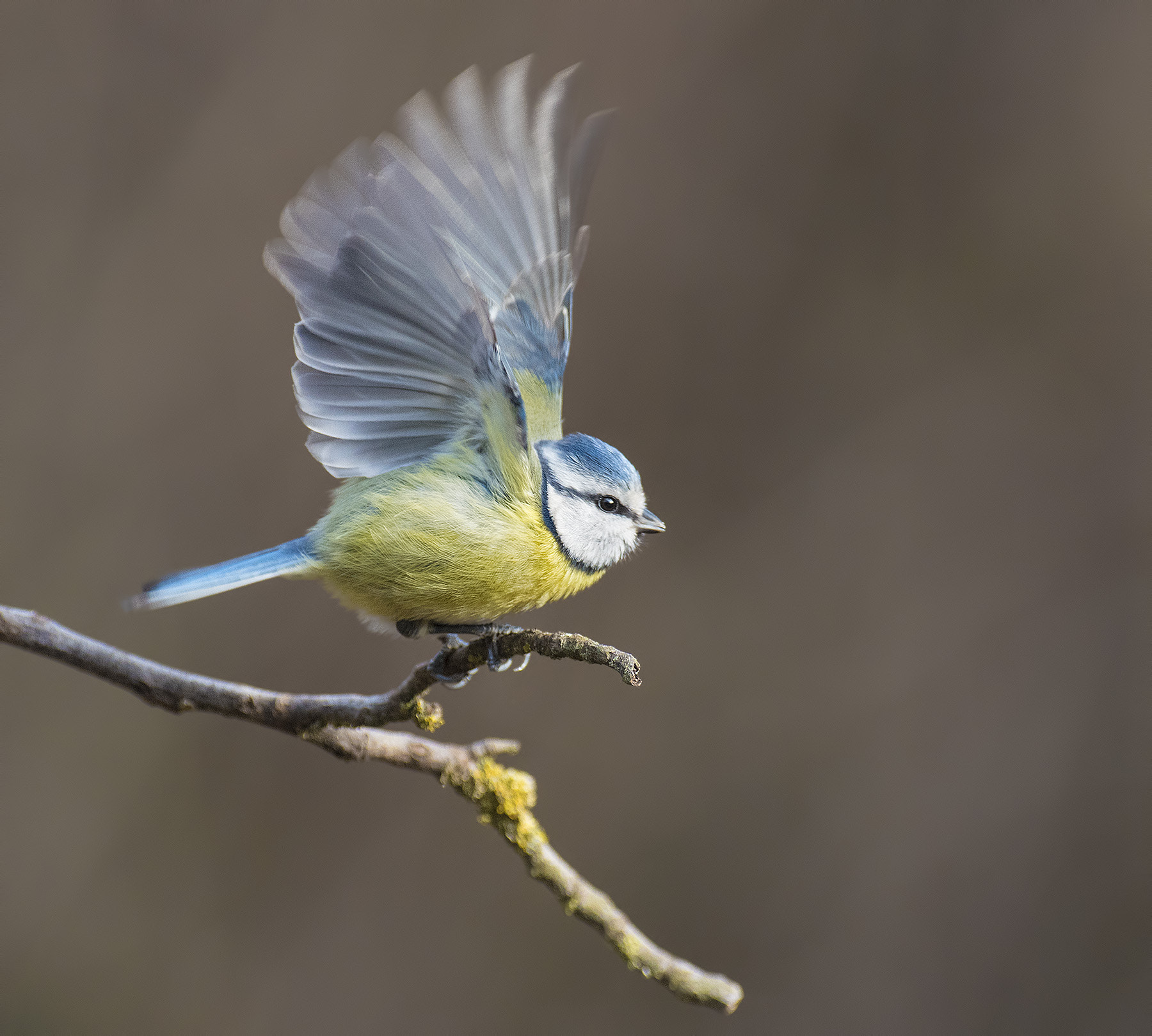 Nikon AF-S Nikkor 300mm F2.8G ED VR II sample photo. Taking off photography