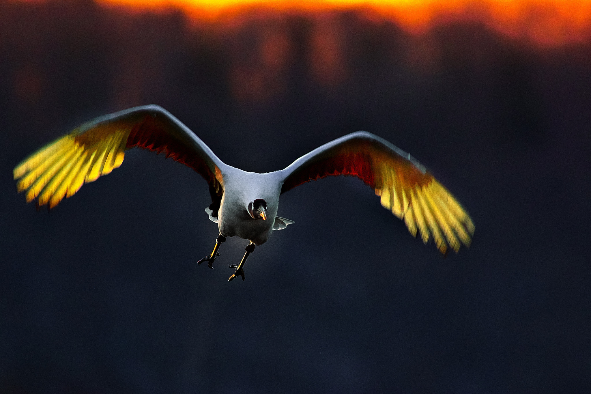 Sony SLT-A77 sample photo. Shining wings photography
