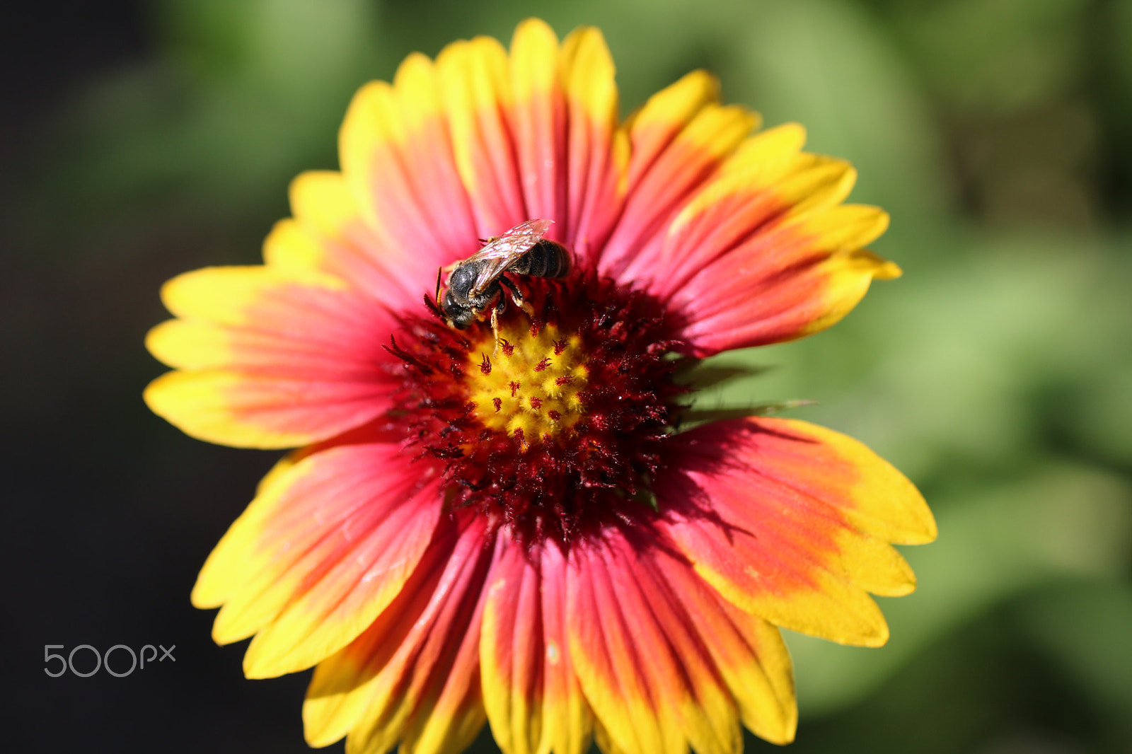 Canon EOS 750D (EOS Rebel T6i / EOS Kiss X8i) + Canon EF 50mm F2.5 Macro sample photo. Bee 7037 photography