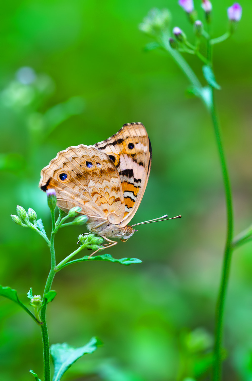Sigma 150mm F2.8 EX DG OS Macro HSM sample photo. Kupu photography