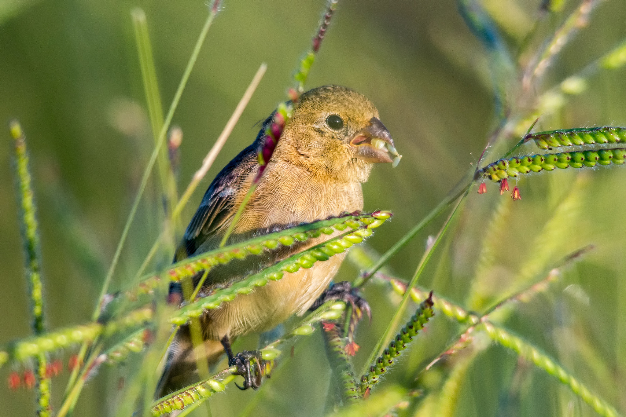 Sigma 150-500mm F5-6.3 DG OS HSM sample photo. Ruddy-breasted seedeater photography
