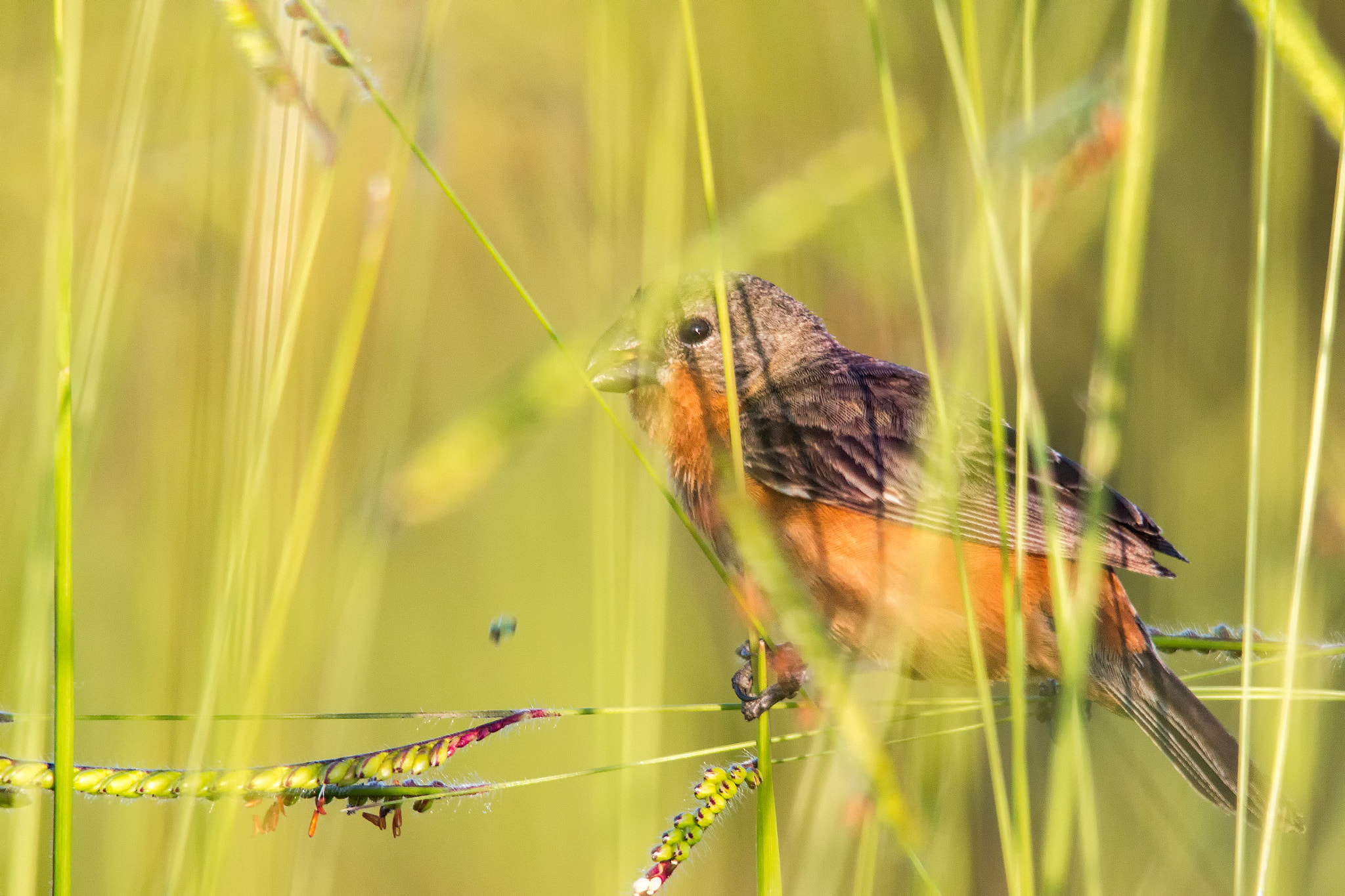 Sigma 150-500mm F5-6.3 DG OS HSM sample photo. Ruddy-breasted seedeater photography