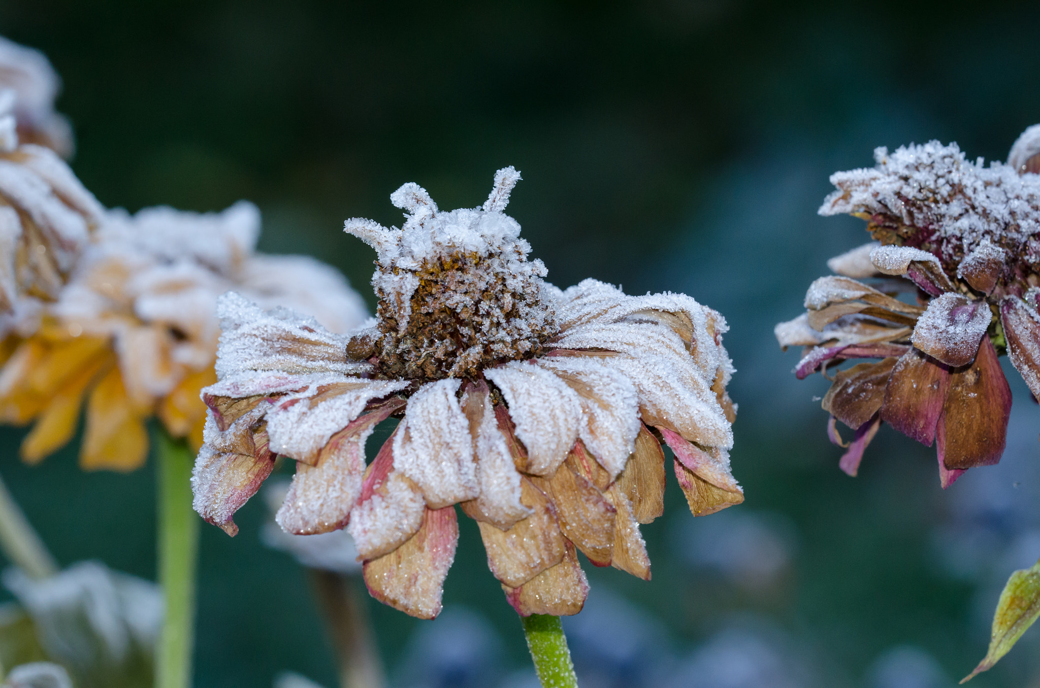Sigma 150mm F2.8 EX DG OS Macro HSM sample photo. Frozen photography