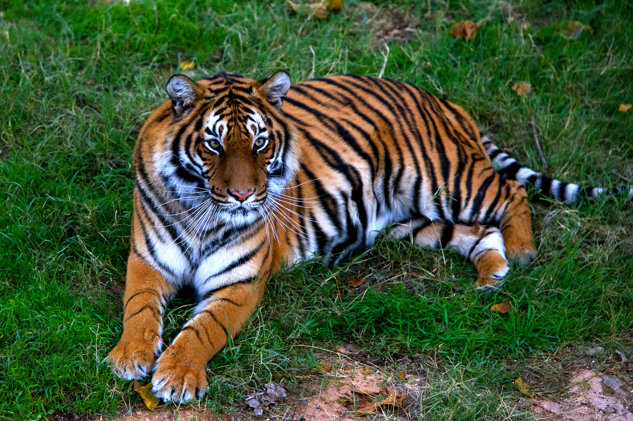 Canon EF 70-200mm F2.8L IS USM sample photo. Tiger photography