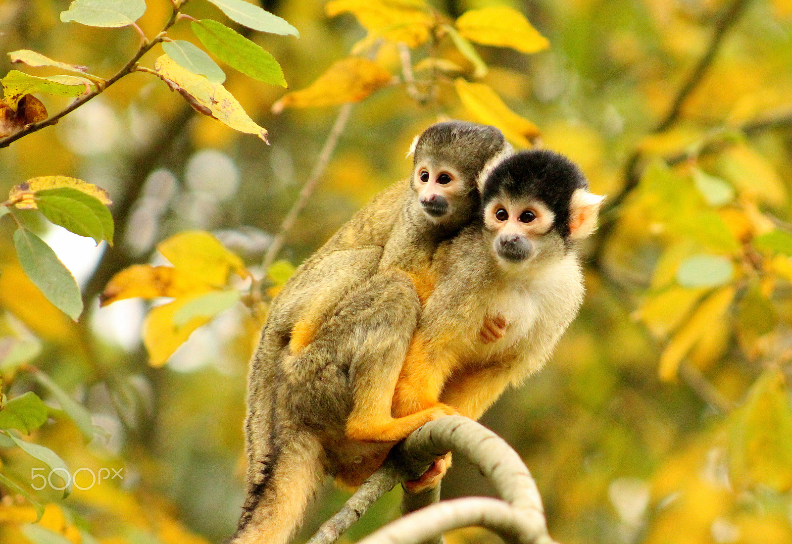 Canon EF 75-300mm f/4-5.6 USM sample photo. Spider monkeys photography