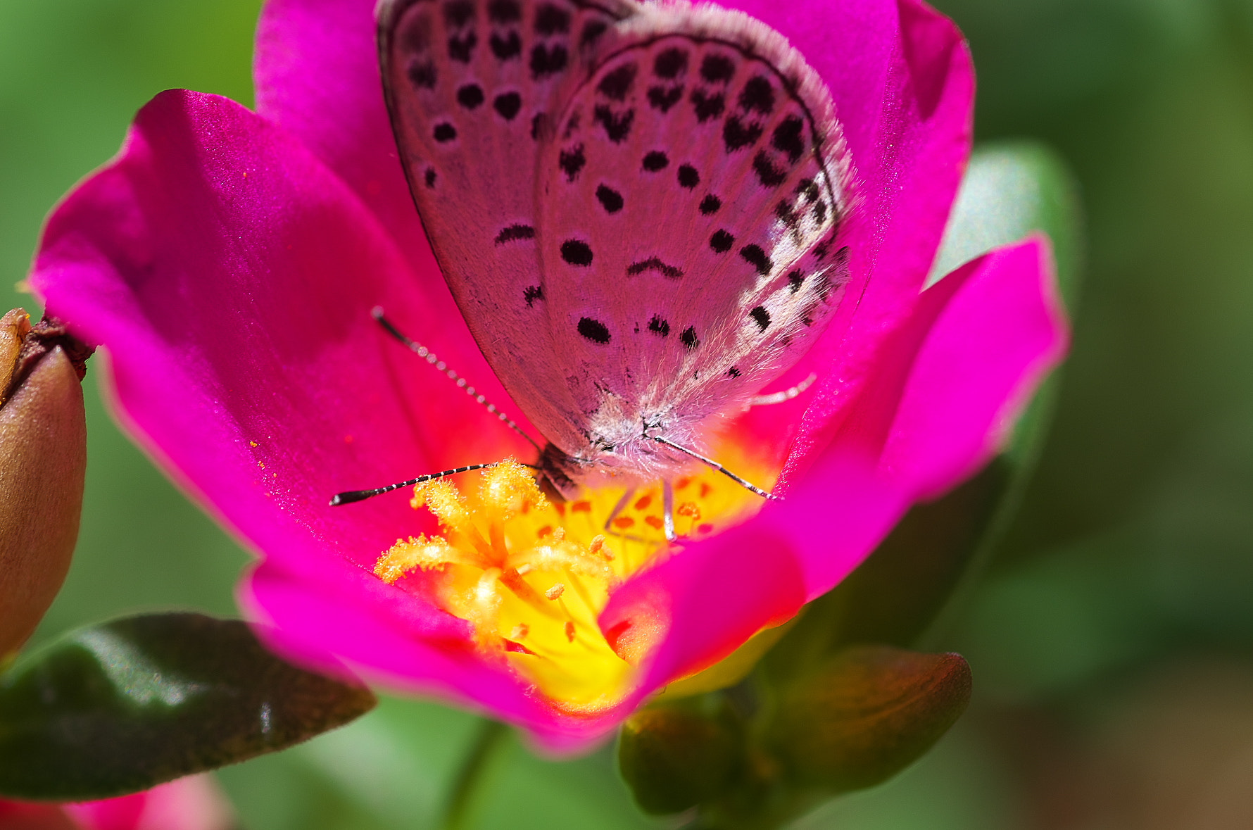Pentax smc D-FA 100mm F2.8 Macro WR sample photo. 36.jpg photography