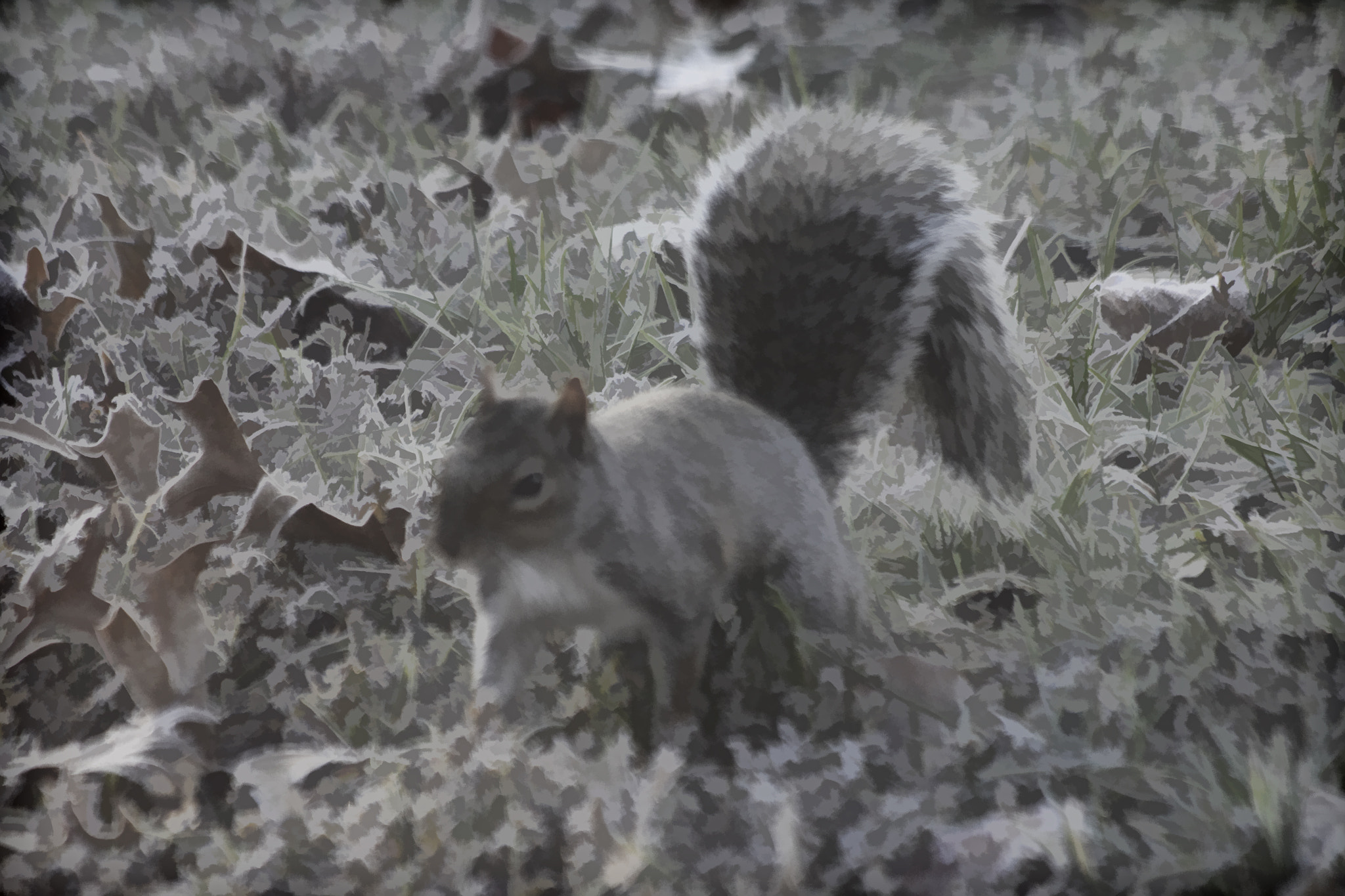 Canon EF 70-300mm F4-5.6 IS USM sample photo. Squirrel photography