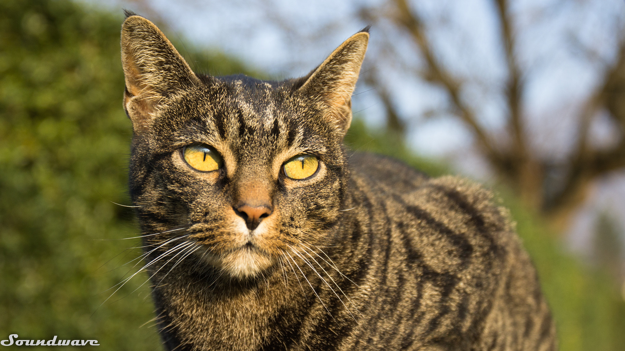 Canon EF 24-70mm F4L IS USM sample photo. Wild cat photography